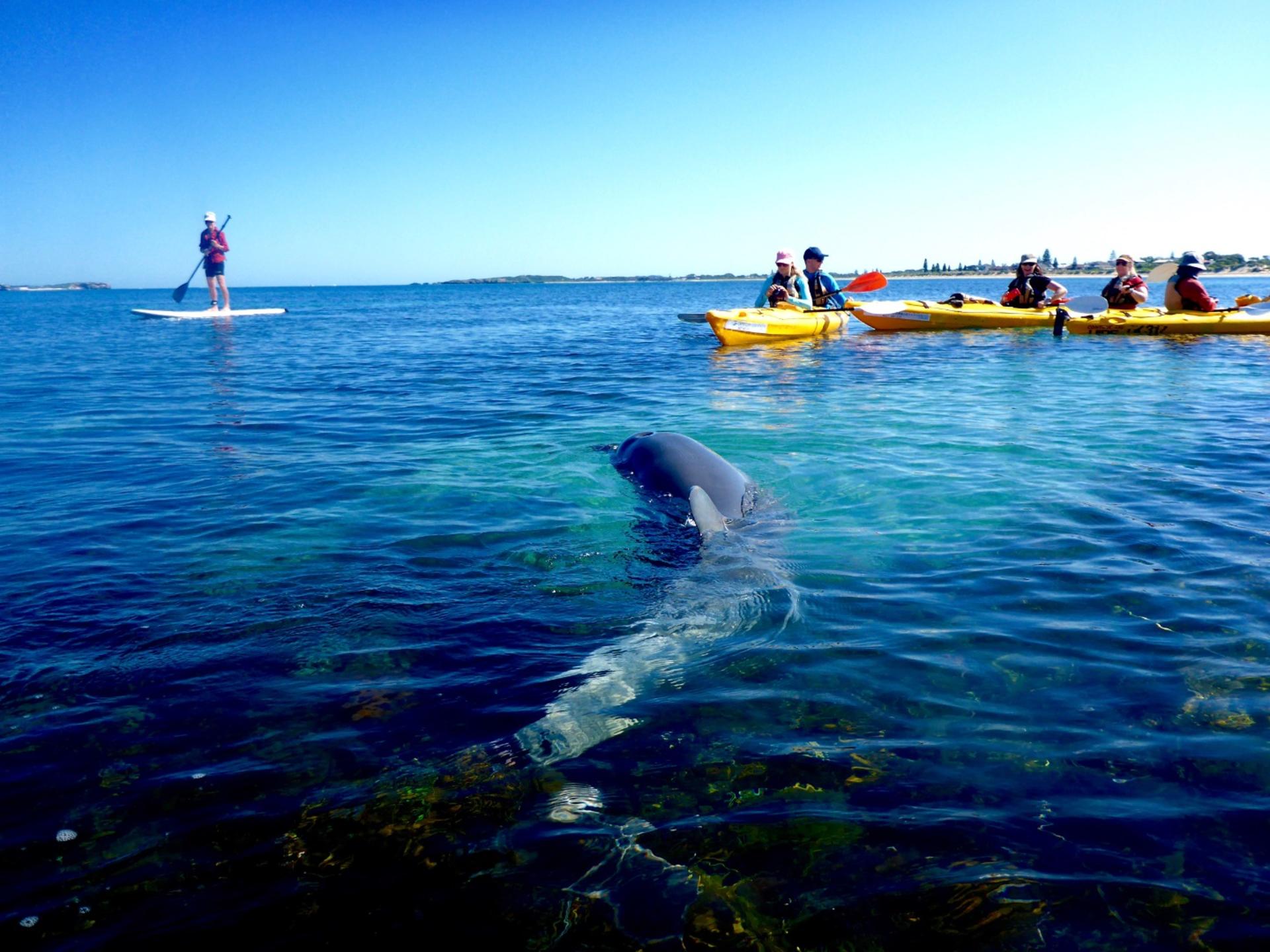 Penguin and Seal Island Sea Kayak Tour from Perth - Thumbnail 3