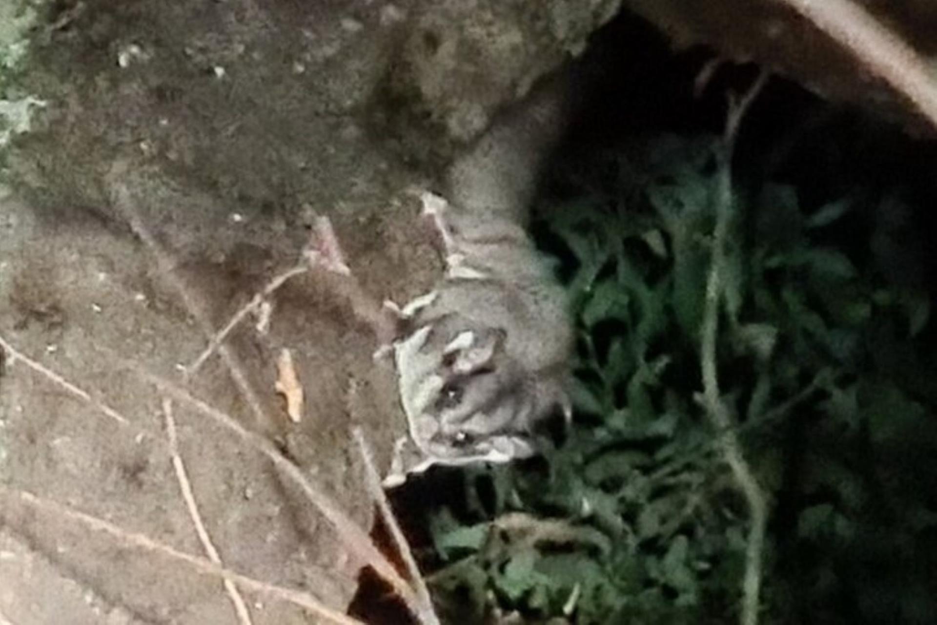 Sydney Wildlife Safari from Sydney - Thumbnail 20