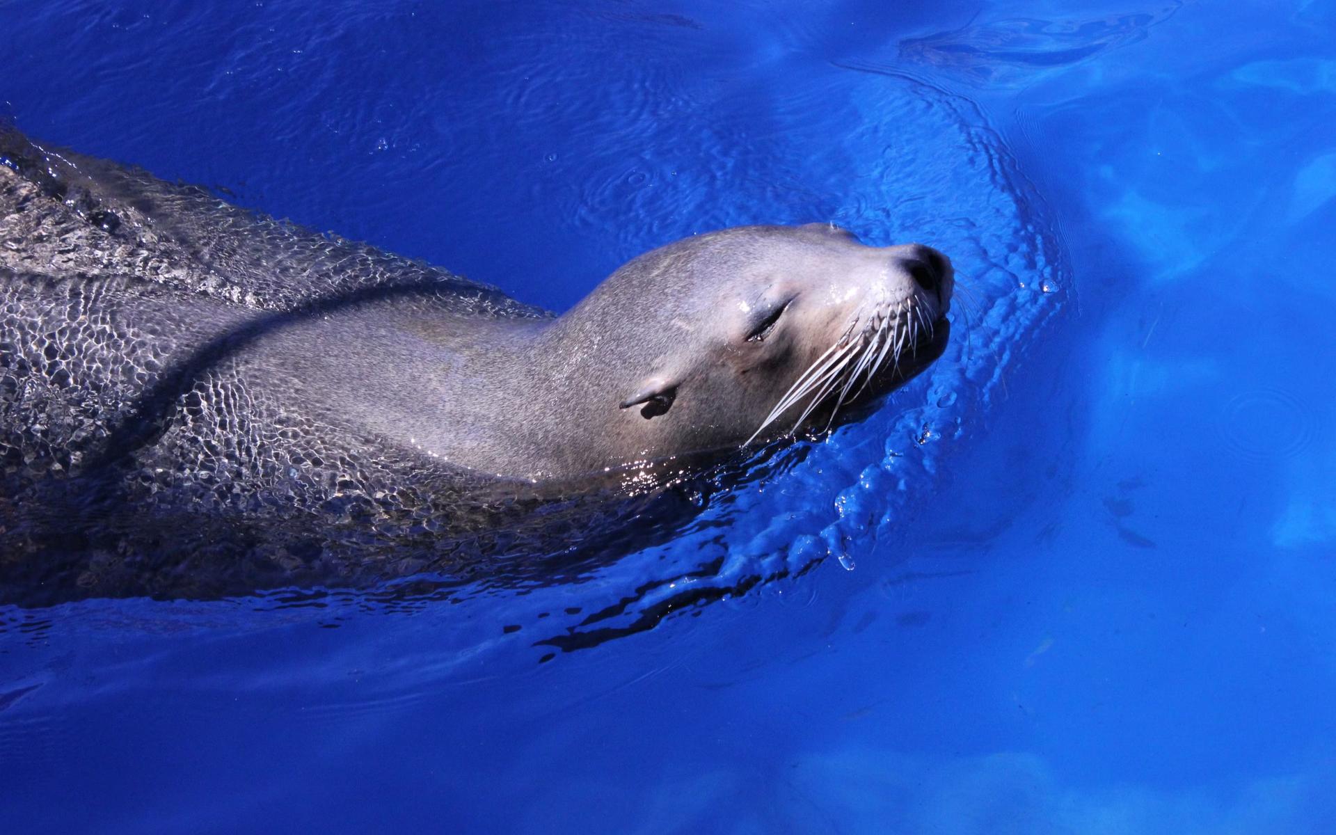 Marineland Mallorca ticket - Thumbnail 2