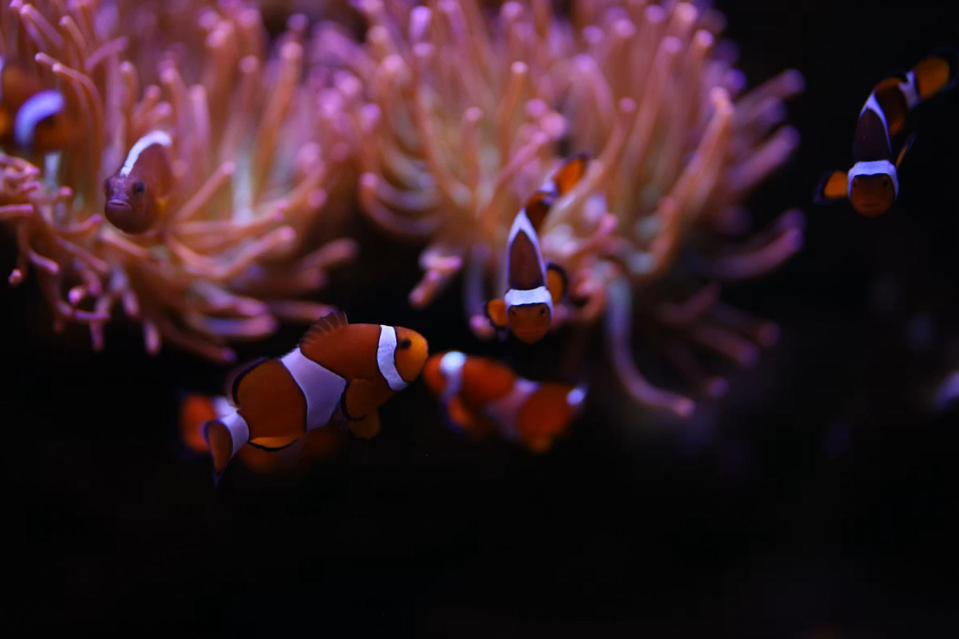 Amneville Aquarium ticket - Thumbnail 2
