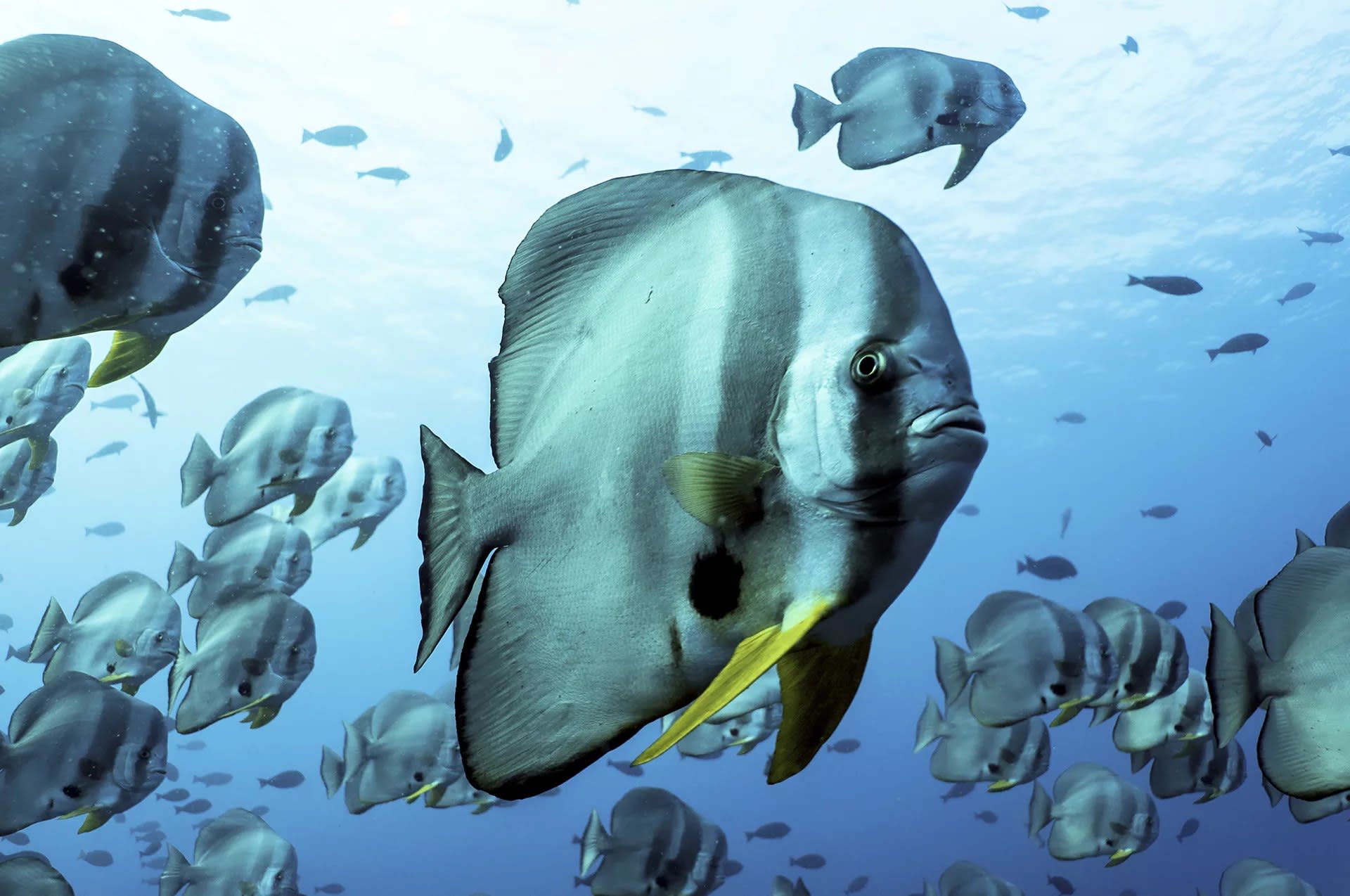 The best diving in Komodo - full day with PADI 5* center - Thumbnail 4