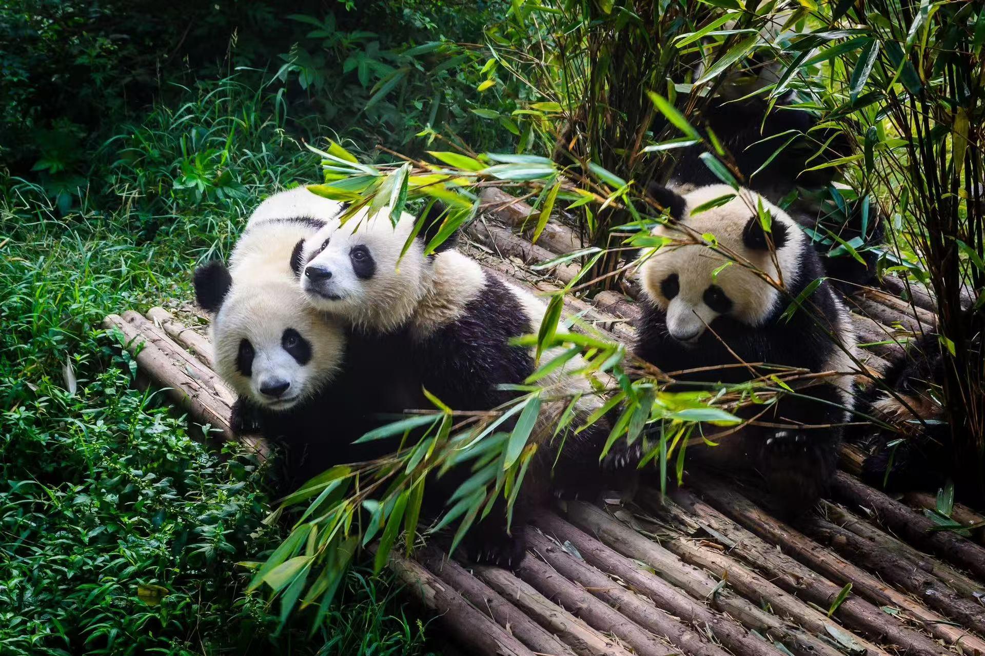 Panda Base & Dujiangyan Full-Day Guided Tour - Thumbnail 11
