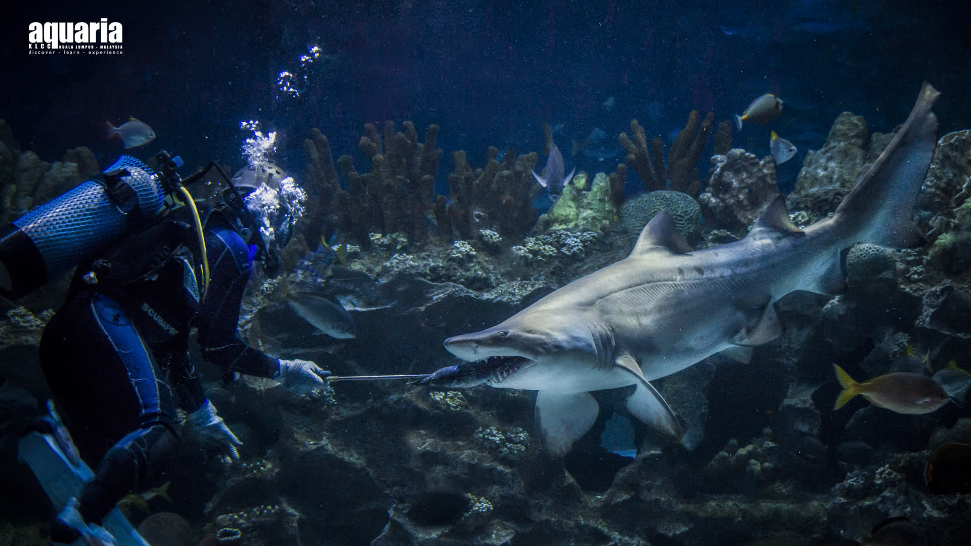 Aquaria KLCC Ticket - Thumbnail 4