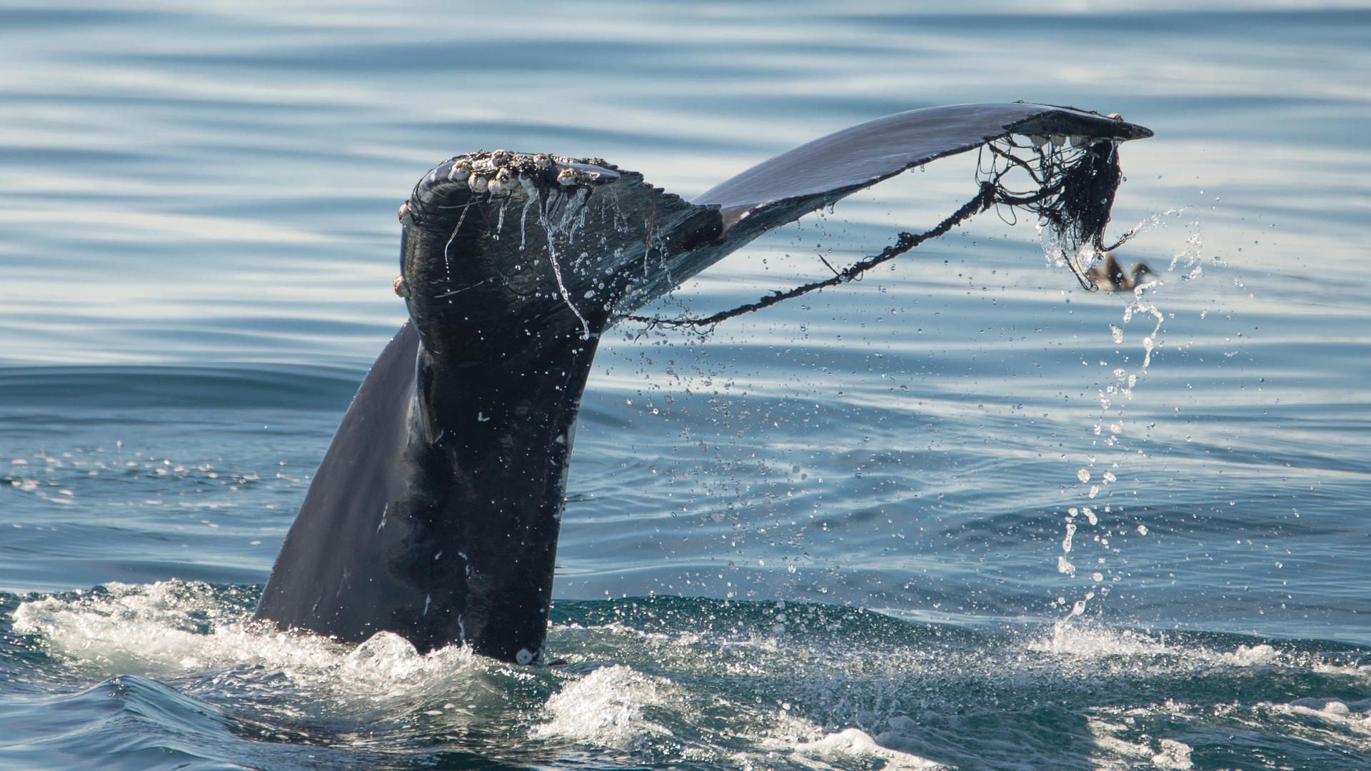 Whale Watching and Dolphin Tour from West Harbor, Los Angeles - Thumbnail 7