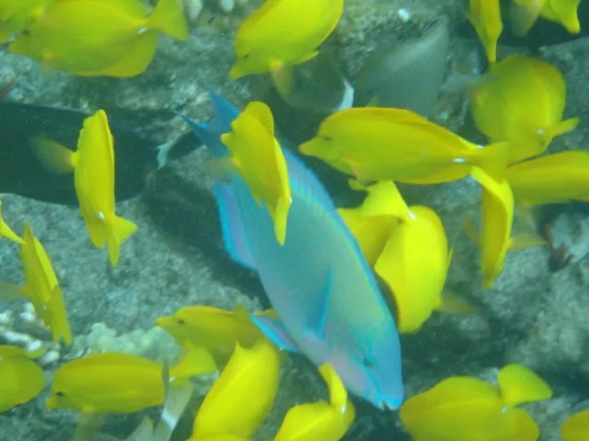 Captain Zodiac Raft & Snorkel Boat Tour in Honolulu  - Thumbnail 4