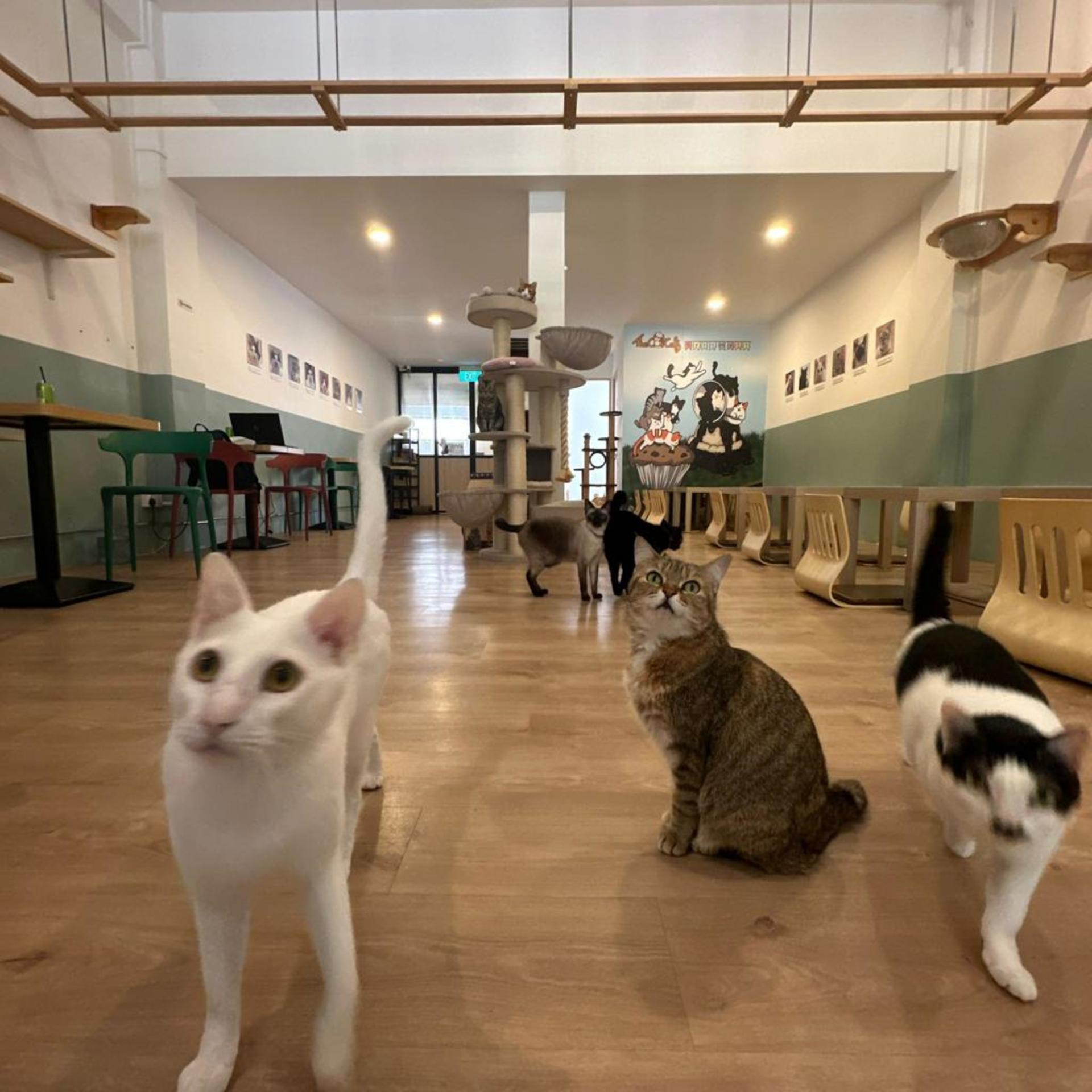 The Cat Cafe in Singapore  - Thumbnail 6