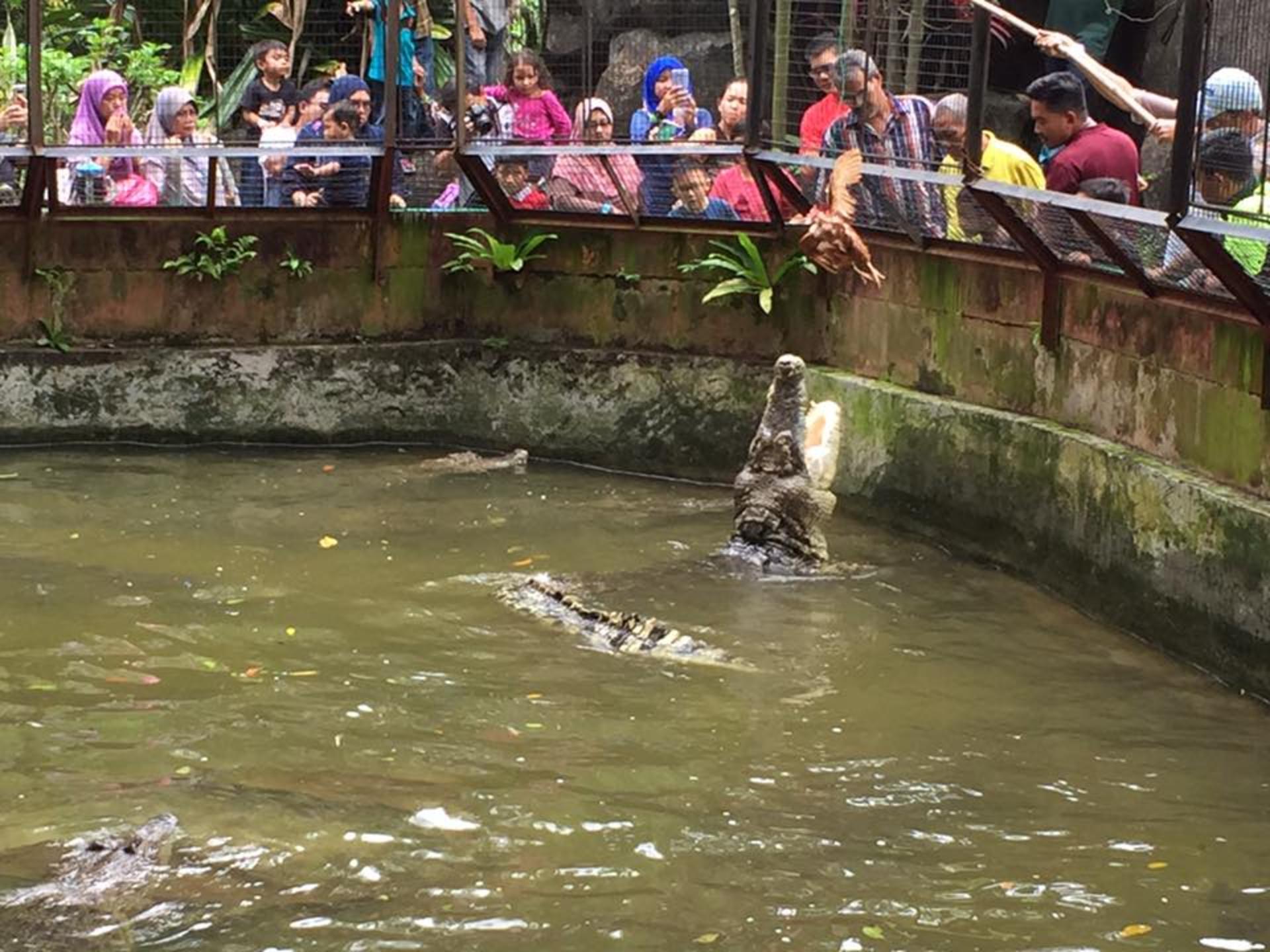 Melaka Crocodile and Recreation Park Ticket - Thumbnail 3