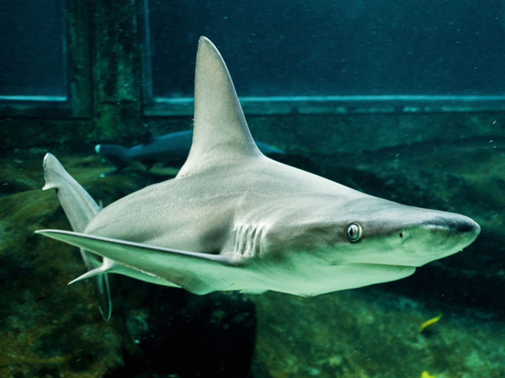 Sea Life Park Hawaii Ticket - Thumbnail 4