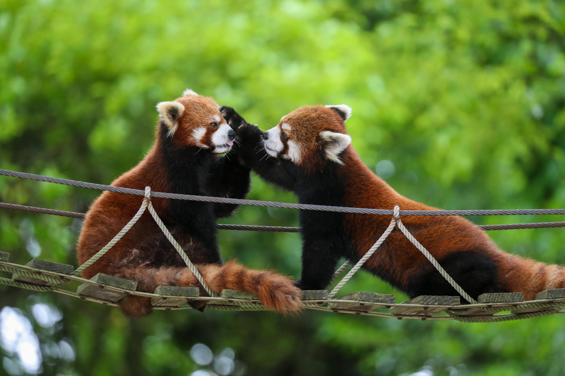 Shanghai Wild Animal Park Ticket - Image 1