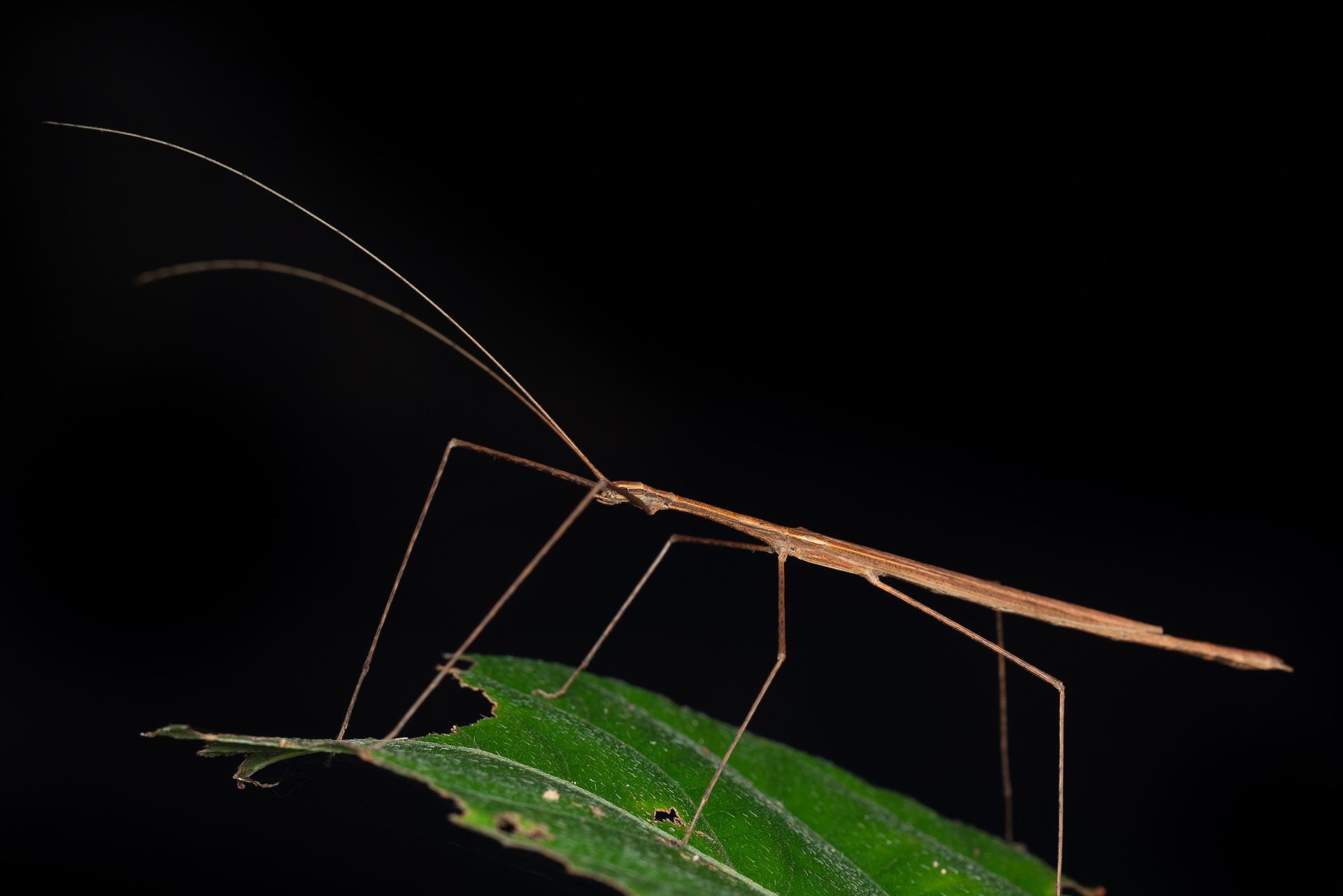 Night Walk Photography Tour at the Cairns Botanic Gardens  - Thumbnail 8