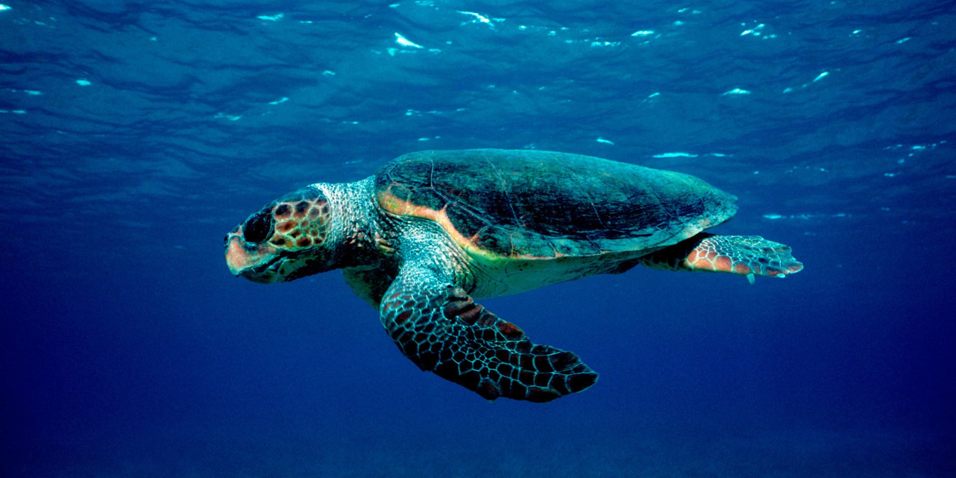 Zakynthos Marine Park Turtles Spotting and Marathonissi - Image 1
