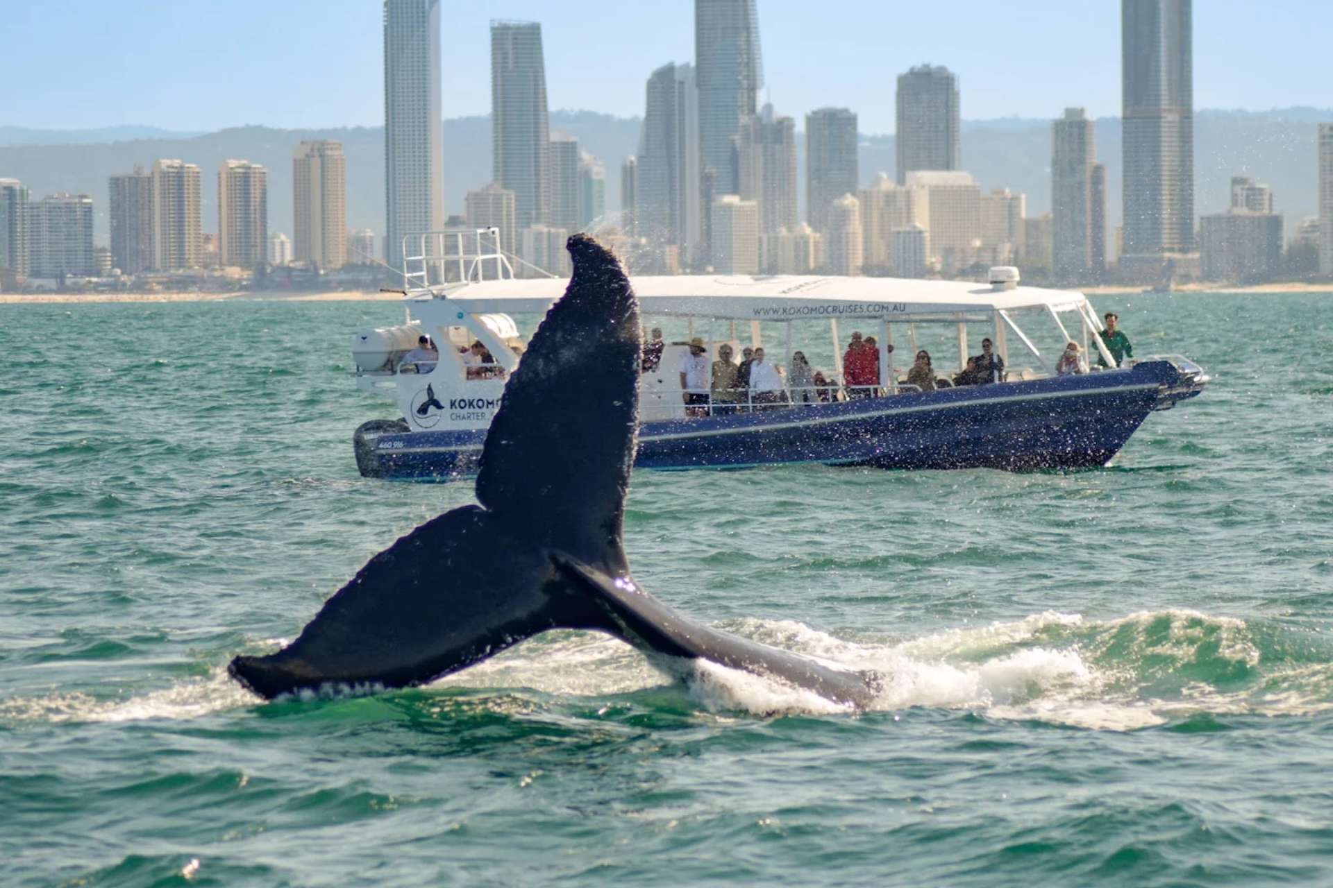 Whale Watching Experience Gold Coast - Thumbnail 4