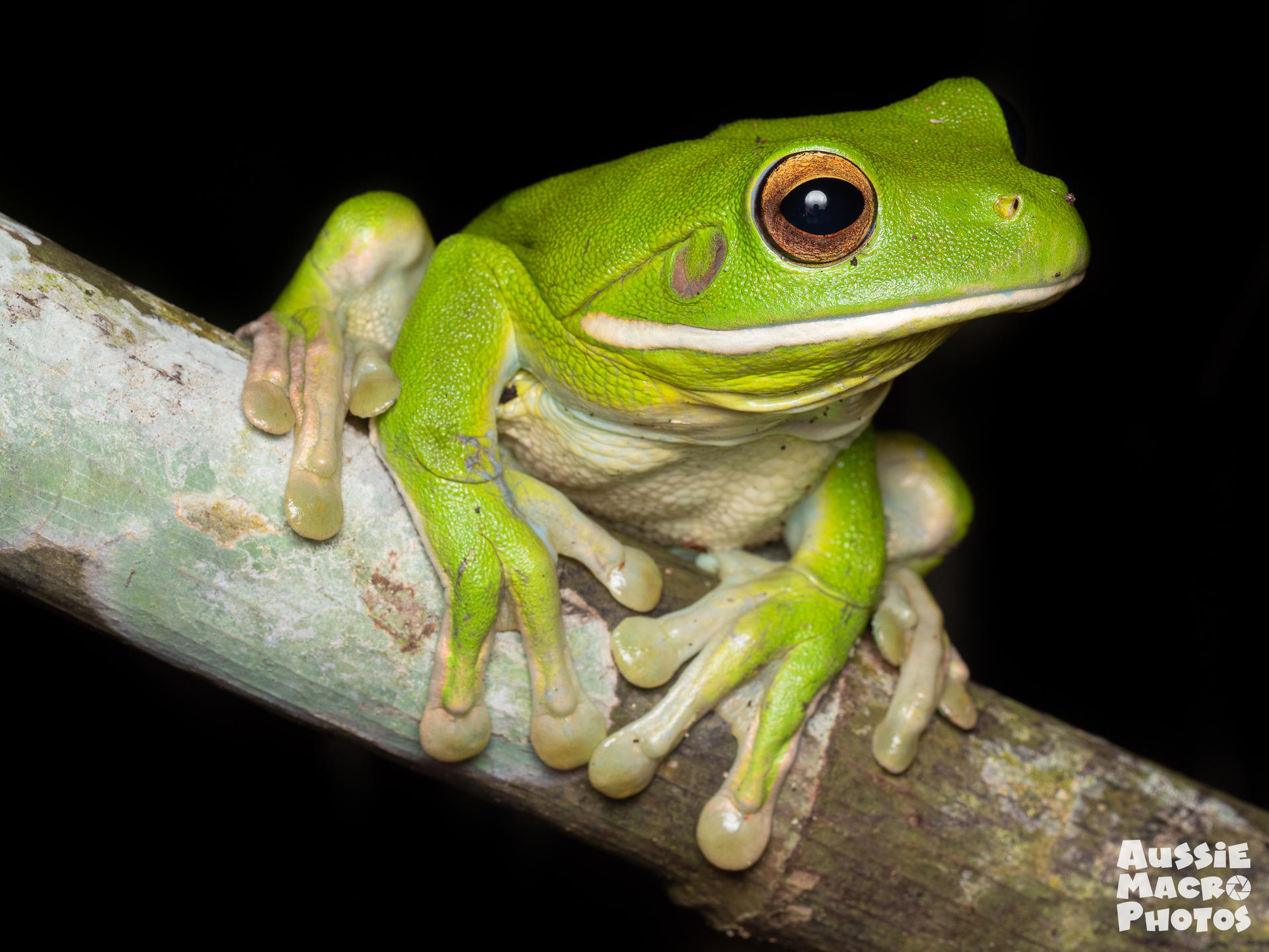 Night Walk Photography Tour at the Cairns Botanic Gardens  - Thumbnail 2