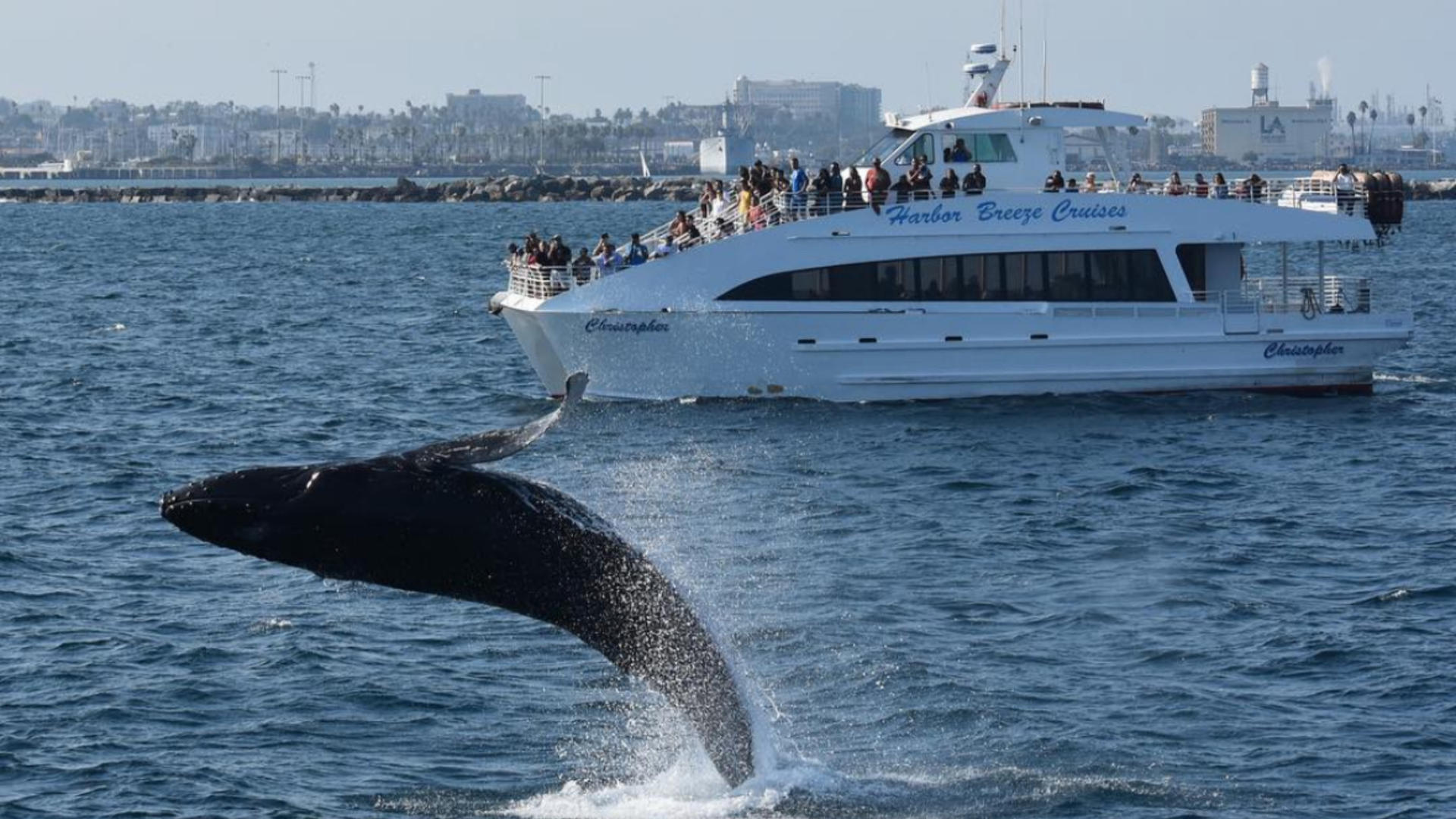 Whale Watching and Dolphin Tour from West Harbor, Los Angeles - Thumbnail 10