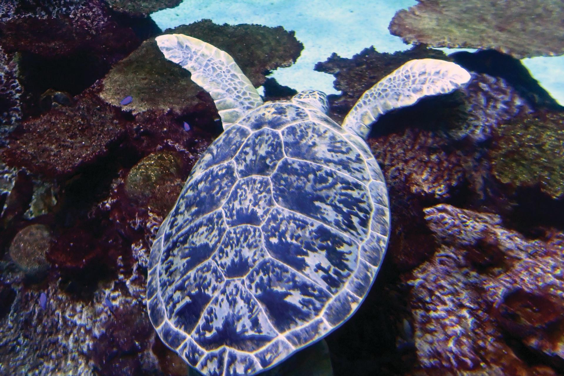 Shark Reef Aquarium Admission in Las Vegas - Thumbnail 6