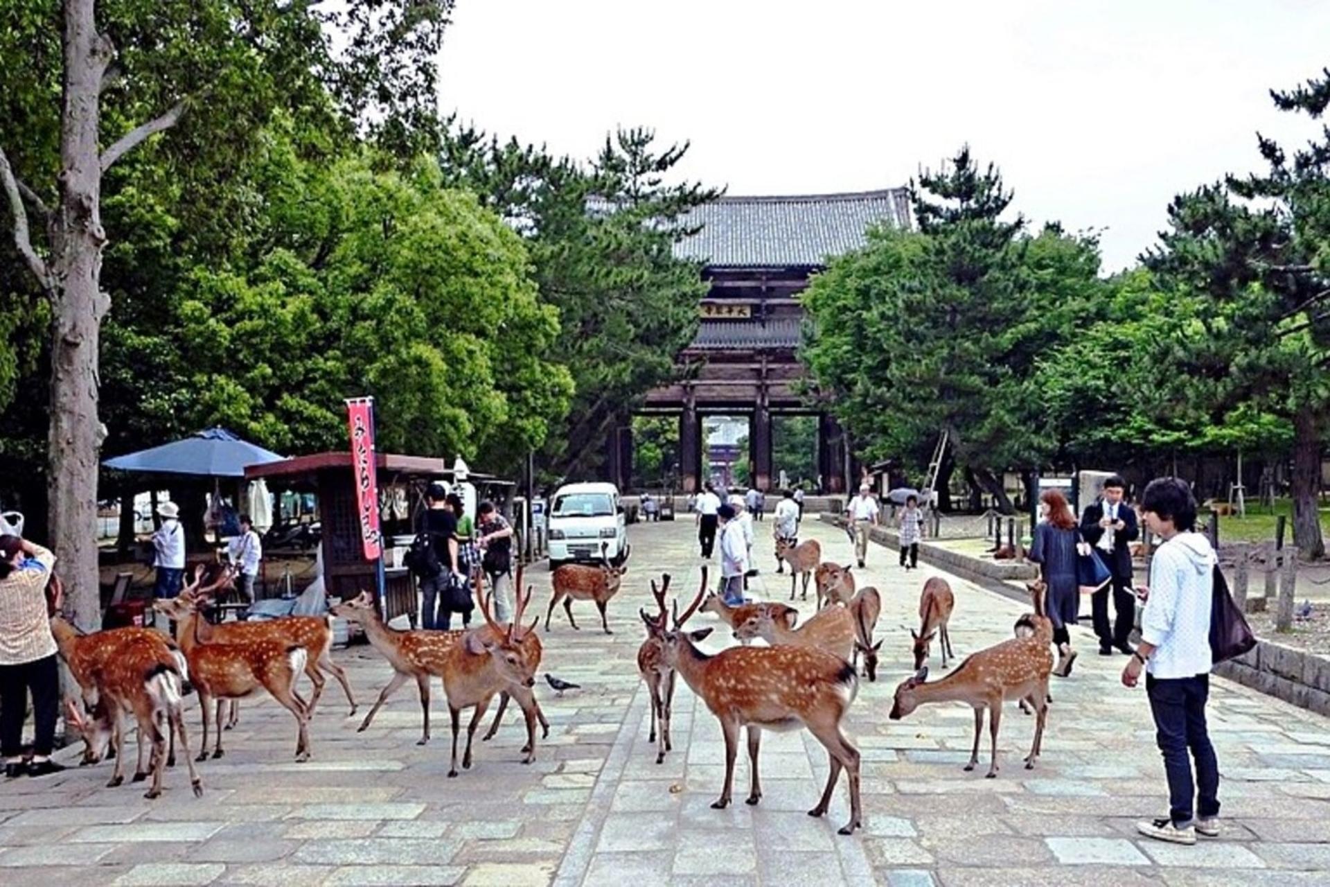 Kobe, Nara Park & Osaka from Kyoto - Thumbnail 3