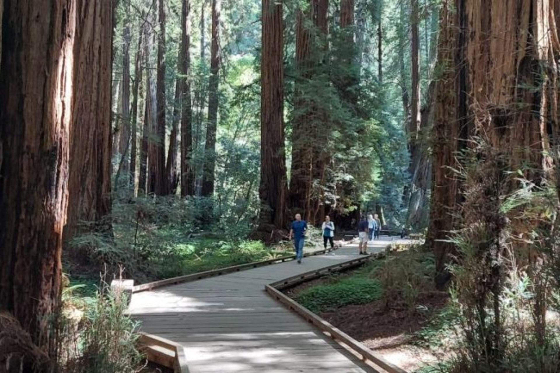 Muir Woods and Sausalito Half-Day Small Group Tour - Image 1