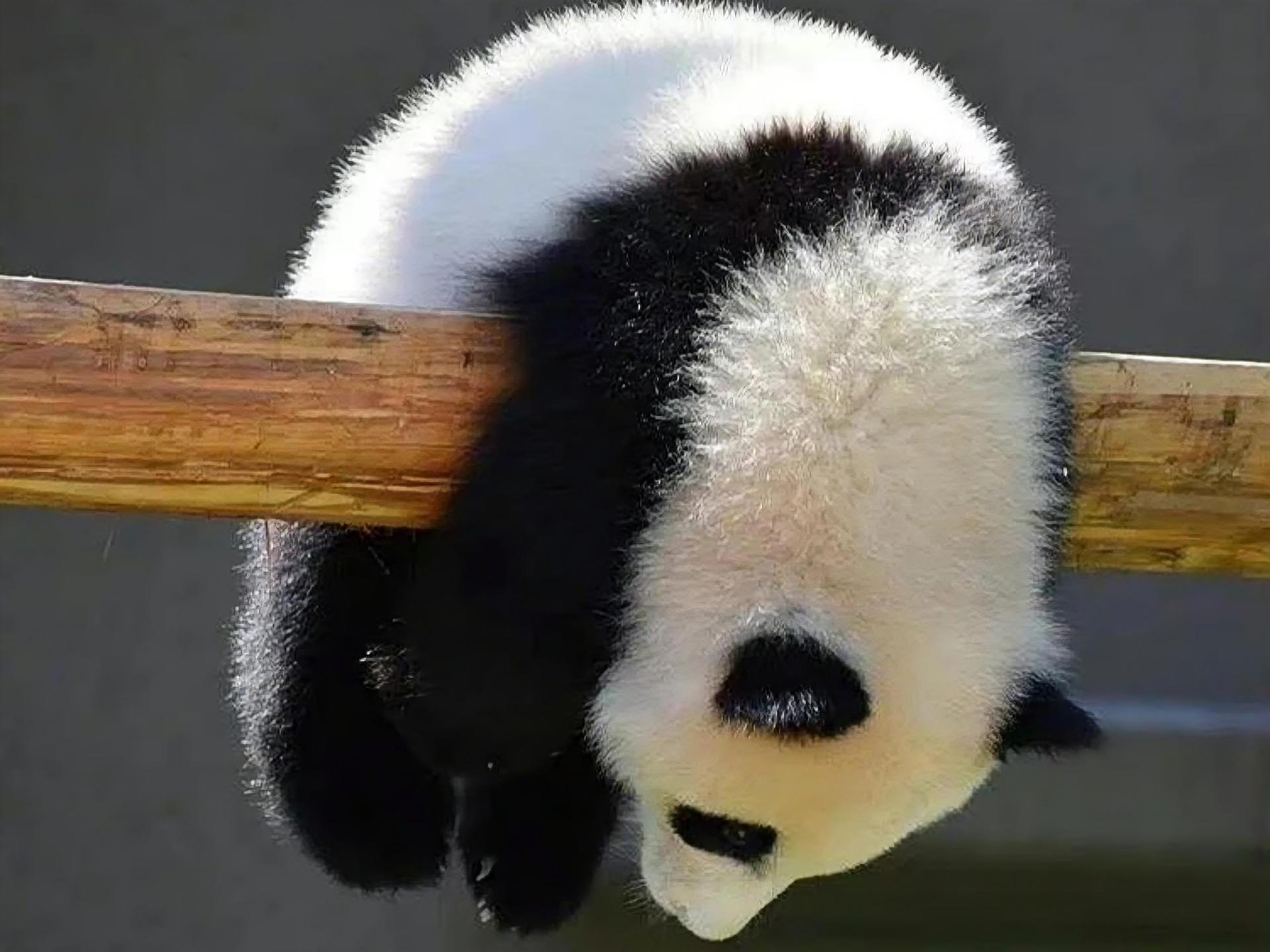 Chengdu Dujiangyan Panda Valley Sanxingdui Qingcheng Mountain 1-Day Tour  - Thumbnail 7