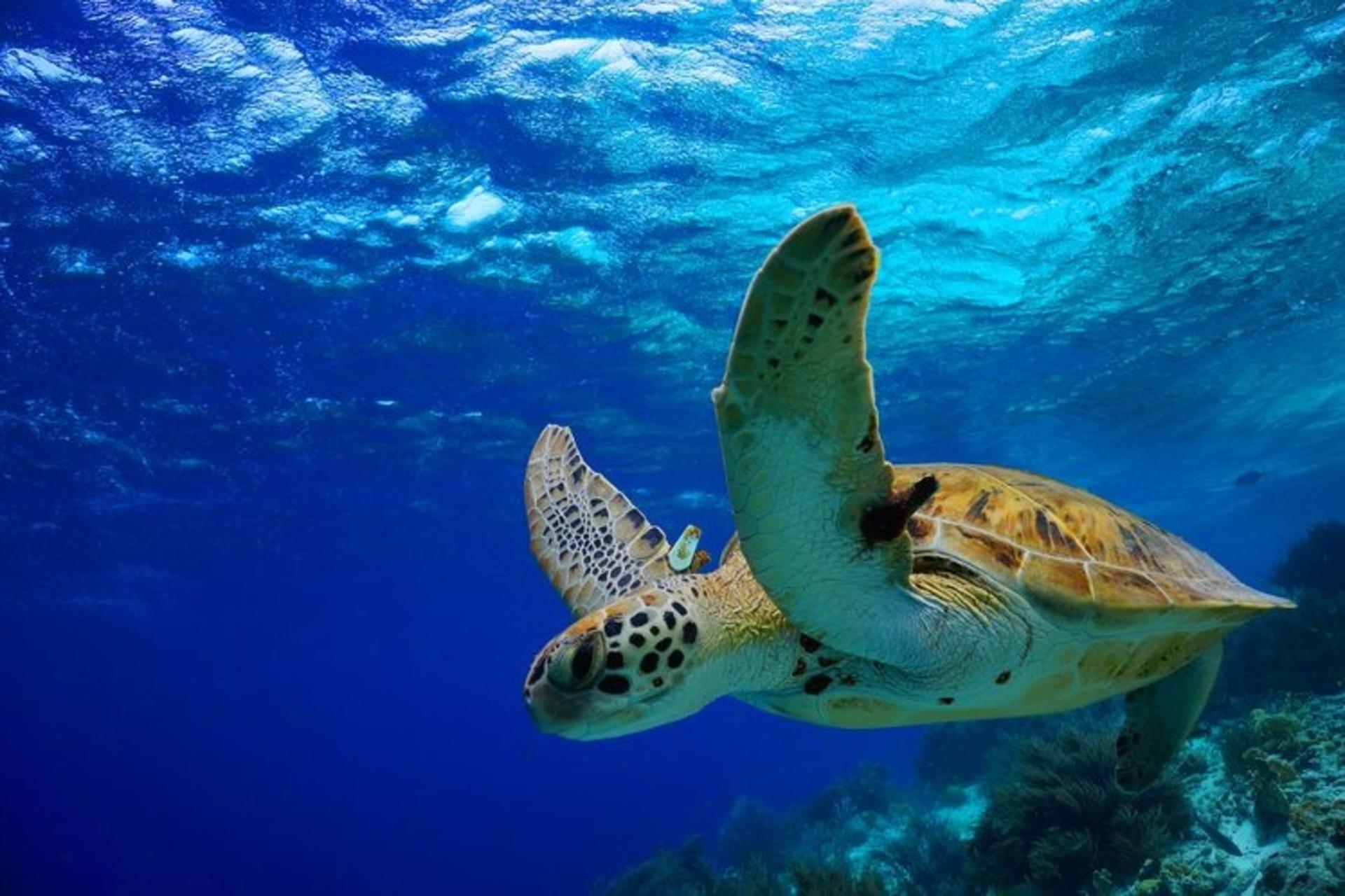 Molokini and Turtle Snorkeling in Maui - Thumbnail 2