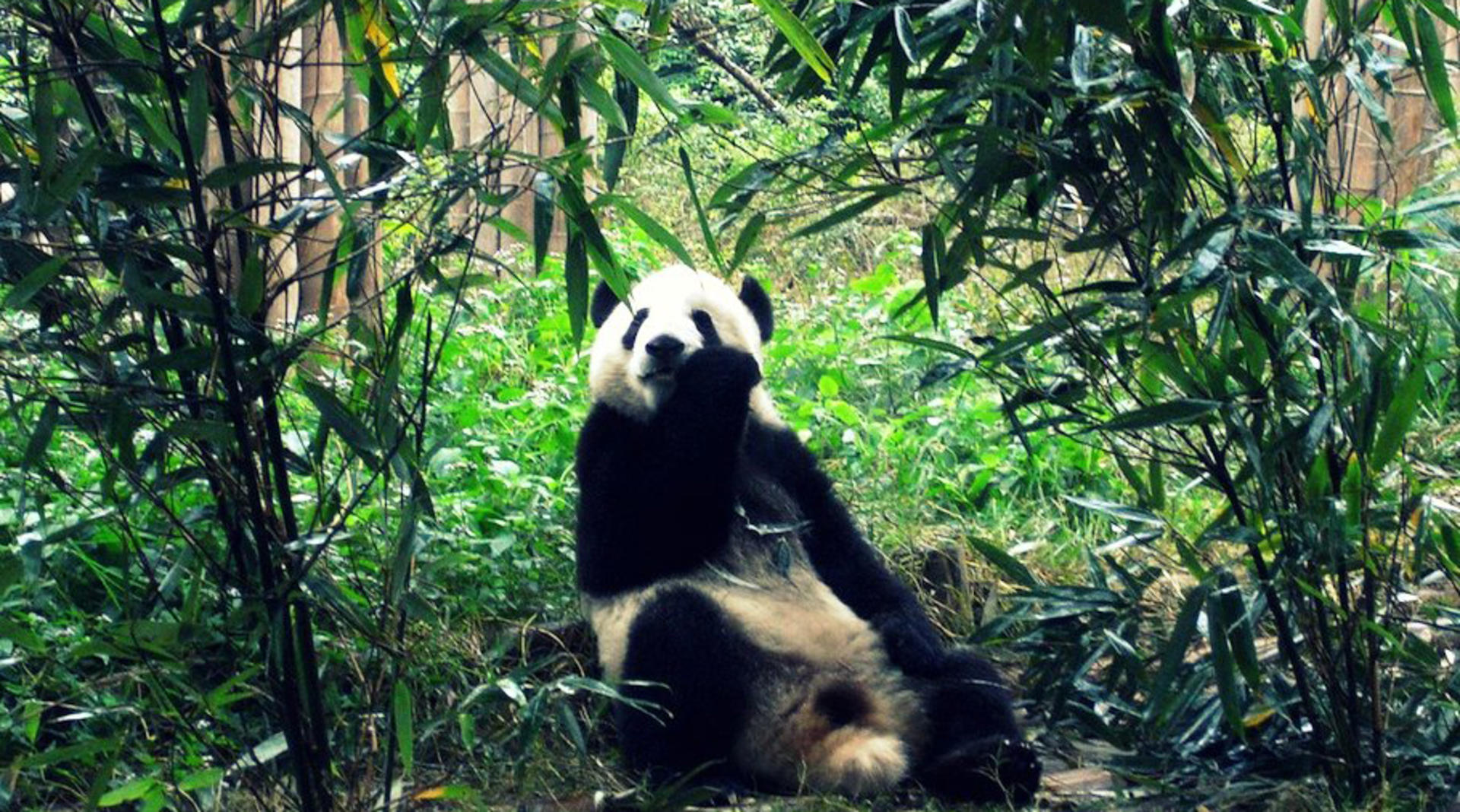 Chengdu Research Base of Giant Panda Breeding Ticket - Thumbnail 4