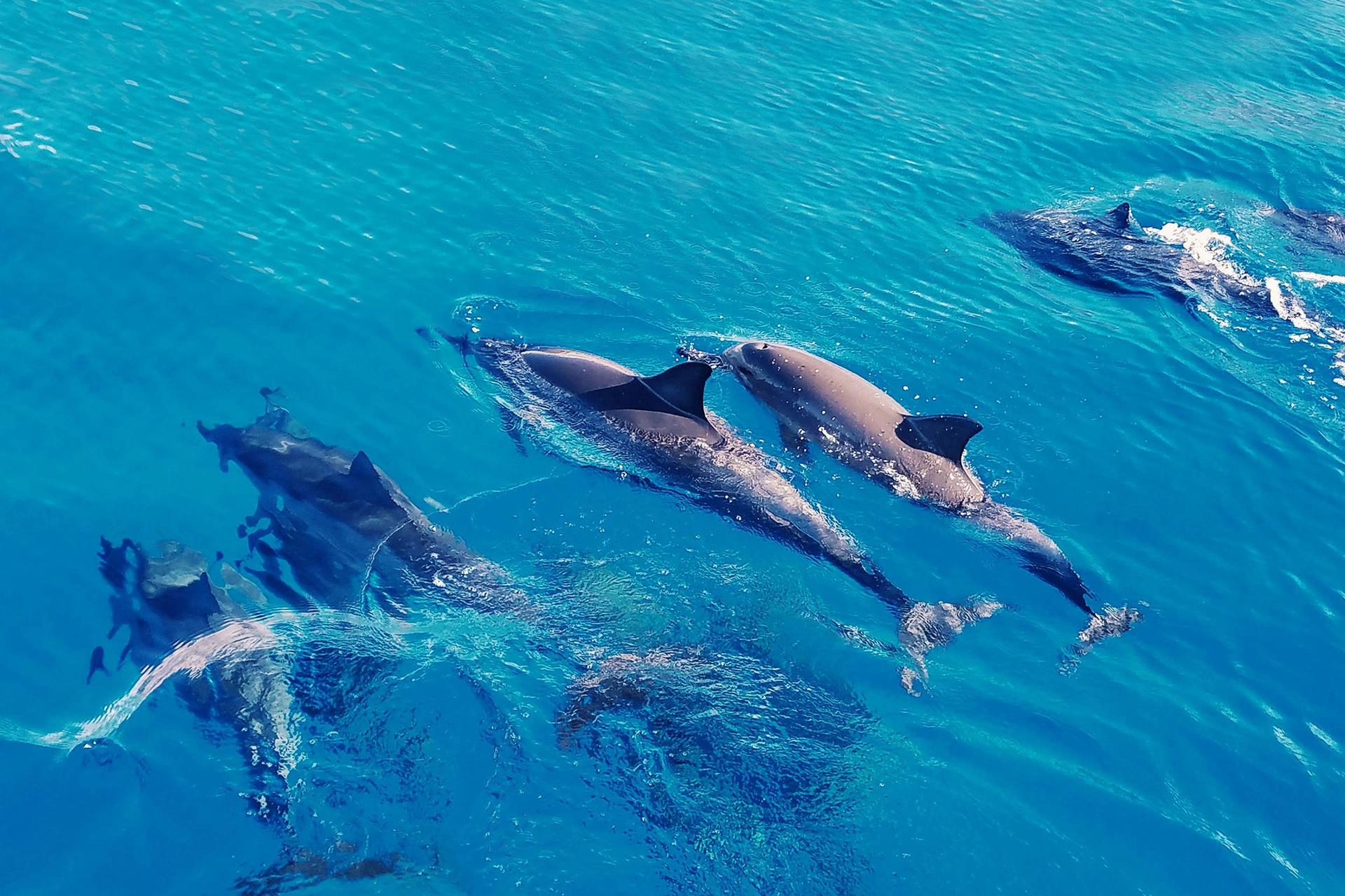 Swim with Dolphins Experience in Oahu - Thumbnail 3