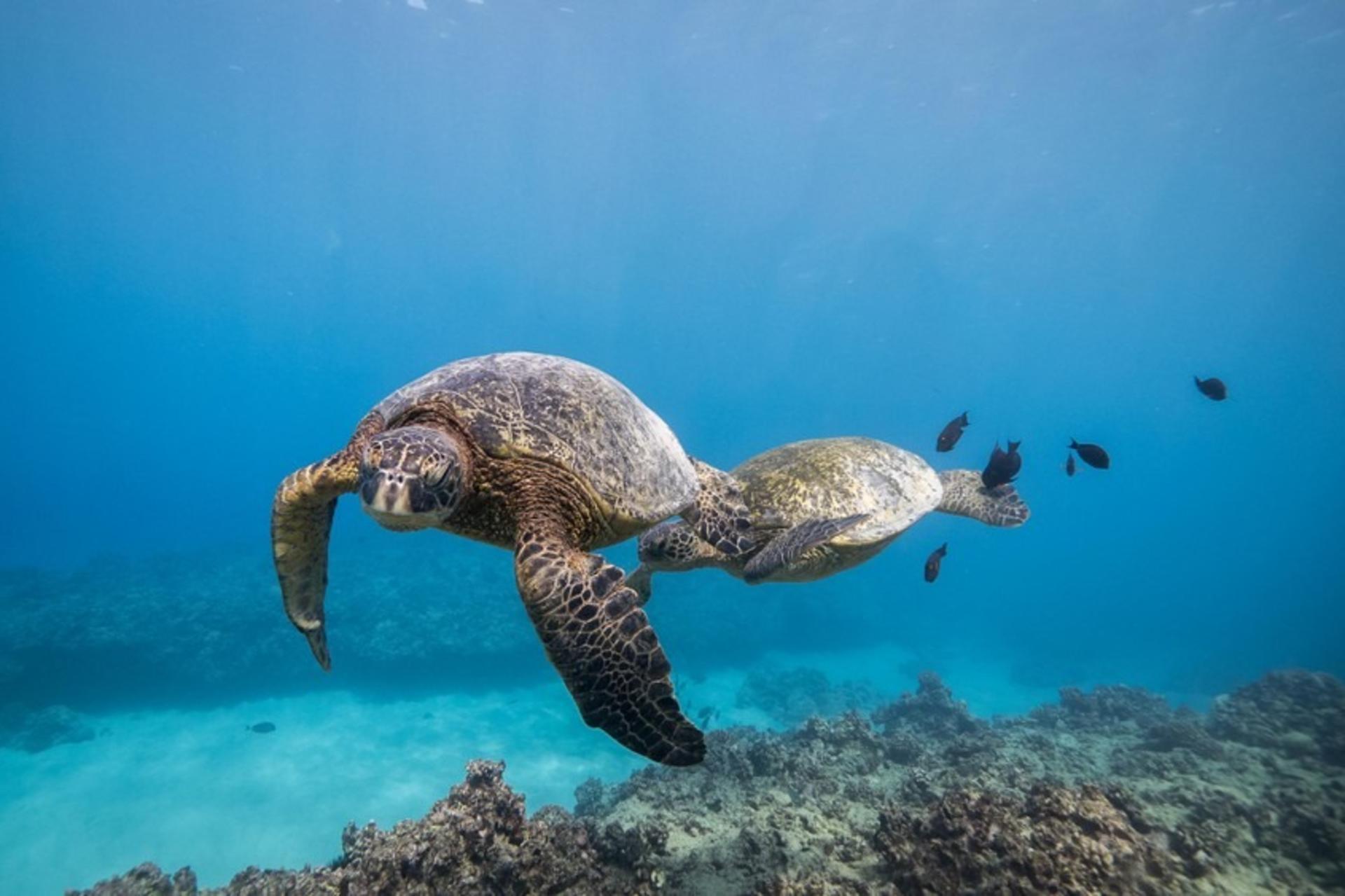 Wreck and Reef Tour in Oahu - Thumbnail 4