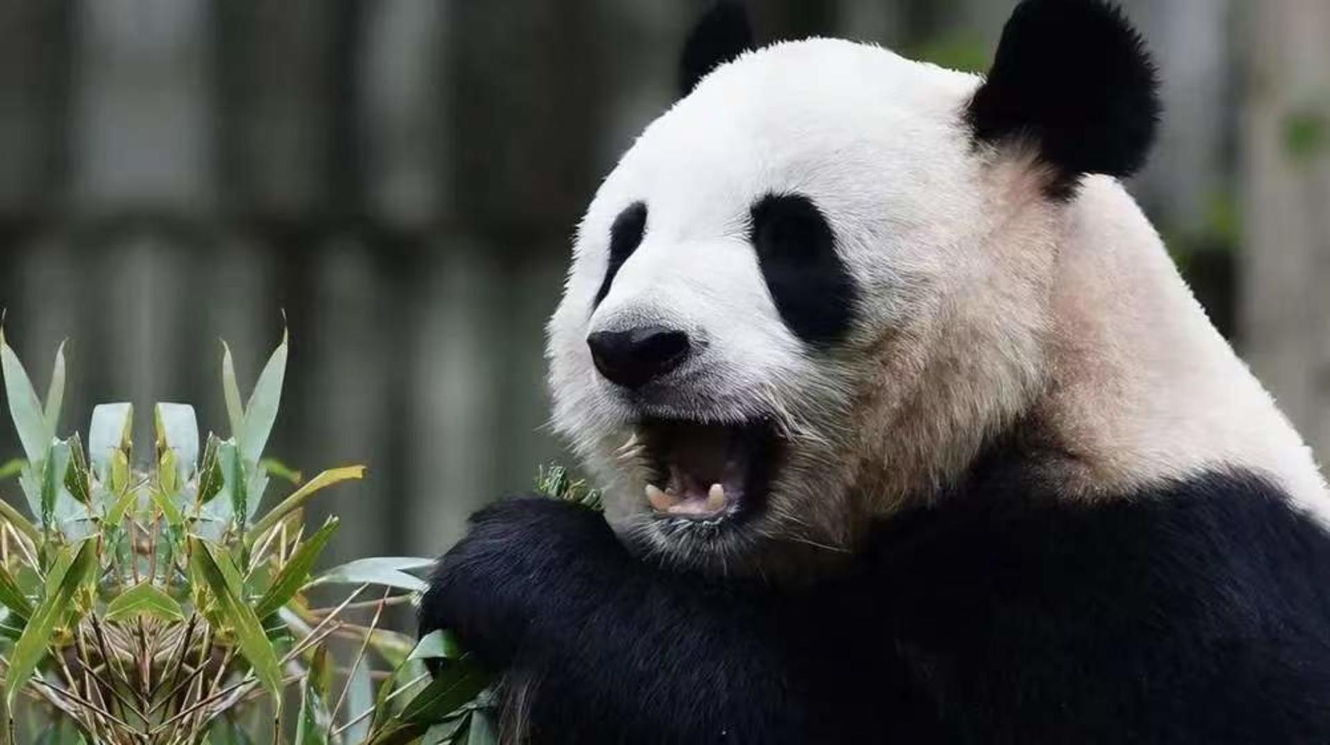 Chengdu Research Base of Giant Panda Breeding Half-Day Tour | Private Tour | Chinese, English and other language guides available - Thumbnail 12