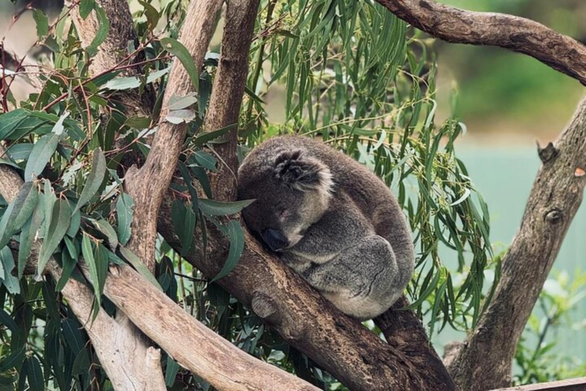 Melbourne Puffing Billy & Healesville Sanctuary Private Tour - Thumbnail 14