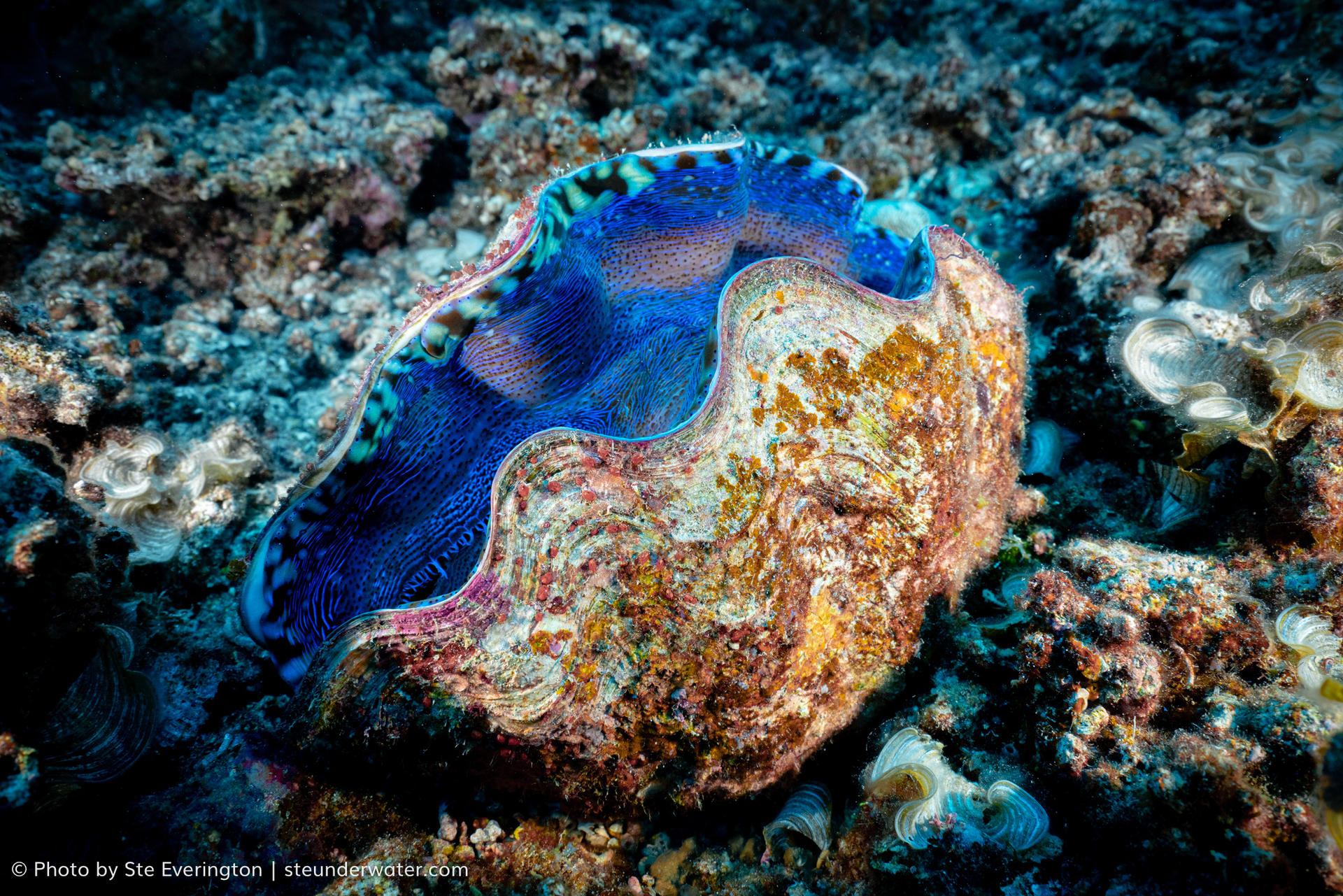 Fiji Dive Delight: Refresh & Explore Giant Clams at Tokoriki Wall - Thumbnail 8