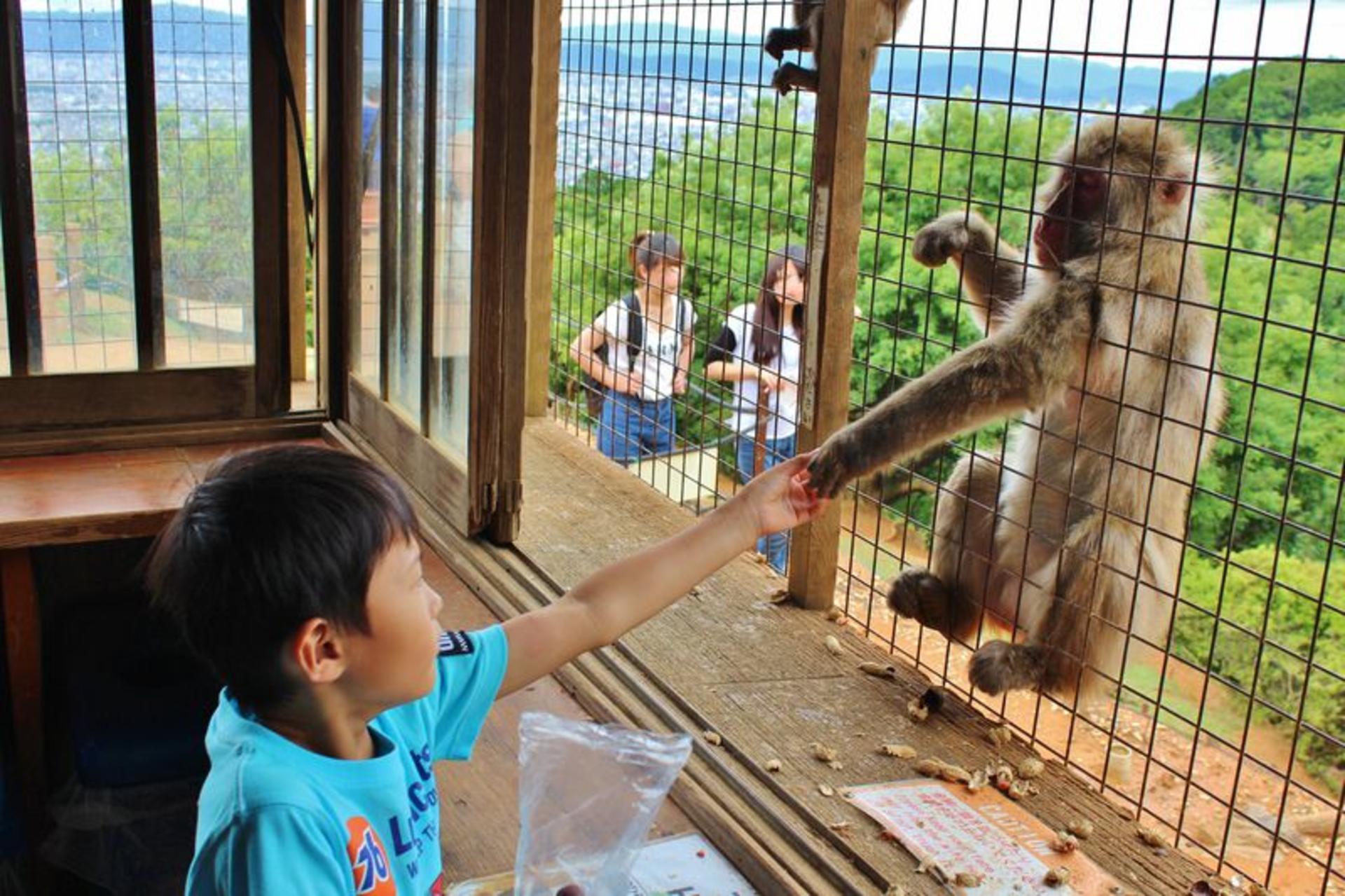 Half-day private tour of Arashiyama Monkey Park and Arashiyama's famous spots - Image 1