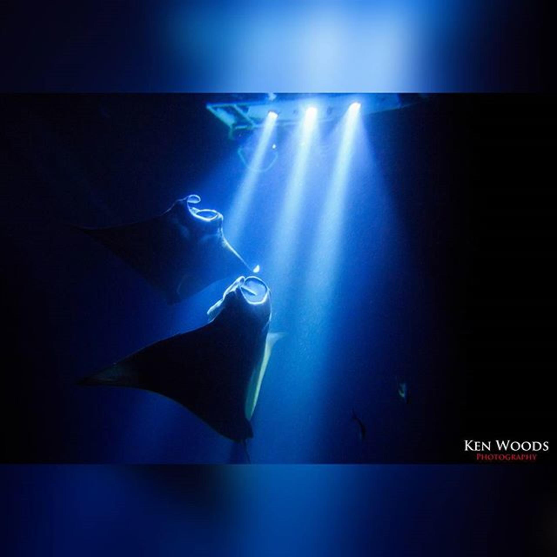 Hawaii Manta Ray Night Snorkel Experience - Thumbnail 2