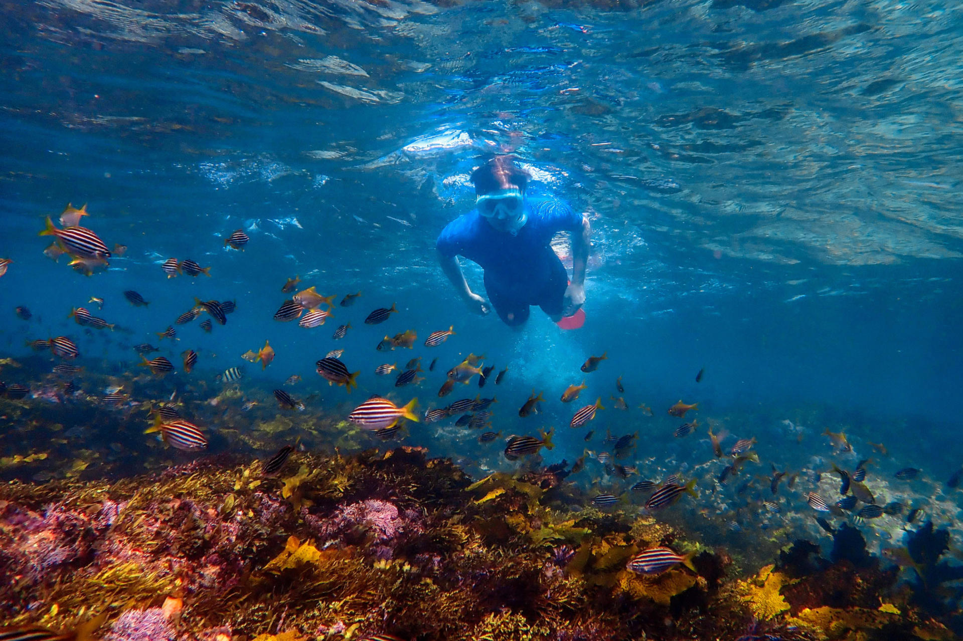 90-Minute Snorkeling Experience Group Tour - Thumbnail 3