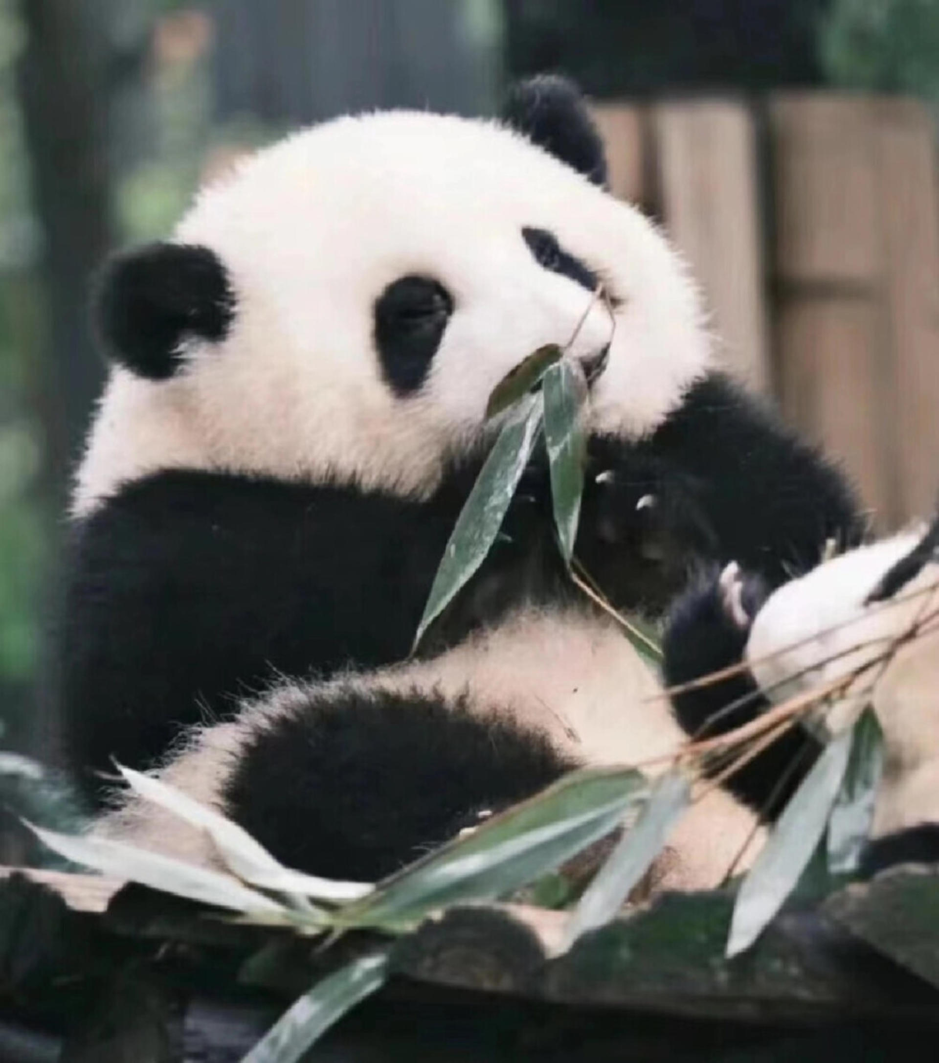 Chengdu Panda Base & Leshan Giant Buddha Discovery - Thumbnail 2