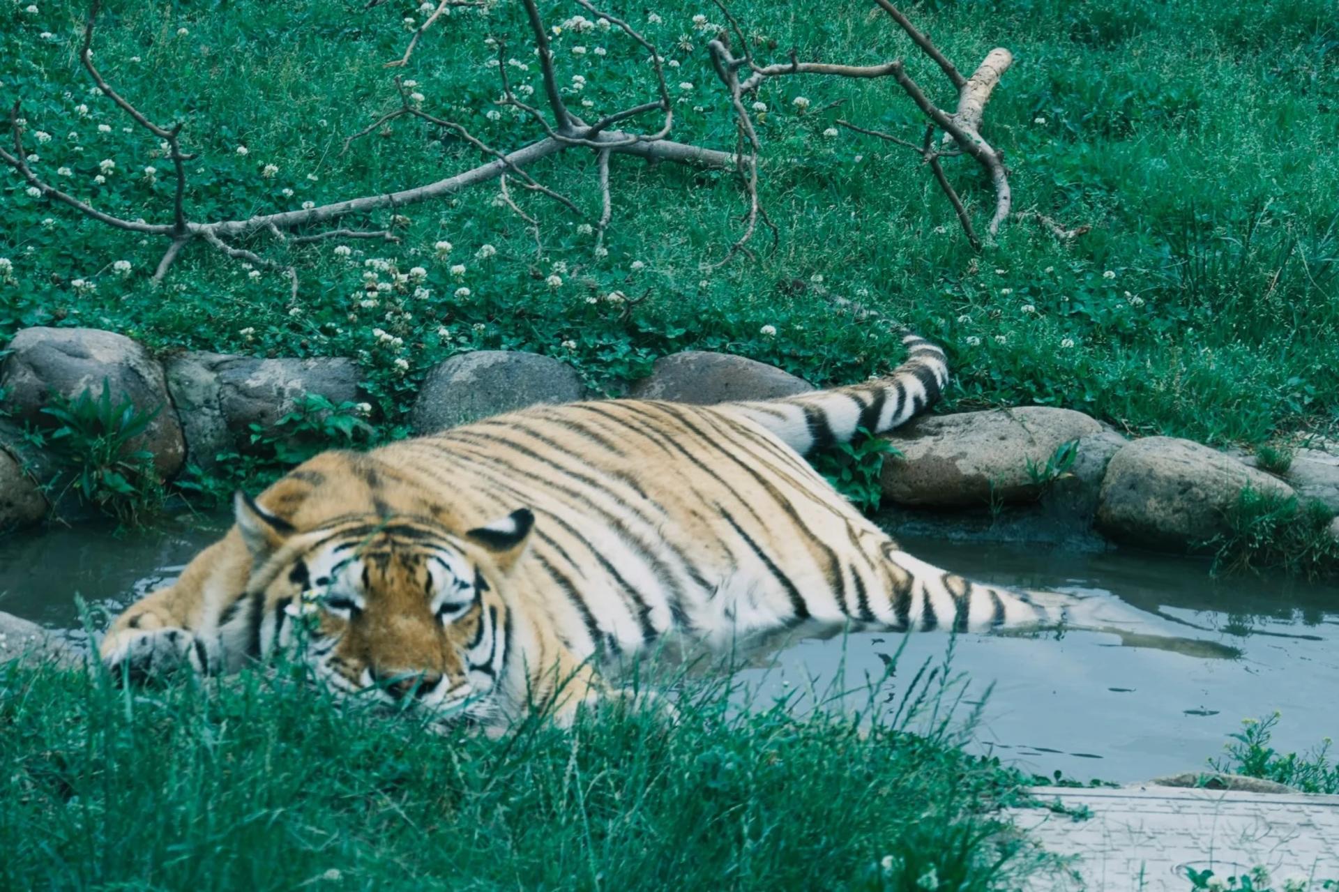 Shanghai Wild Animal Park Full-Day Animal Encounter Tour - Thumbnail 3