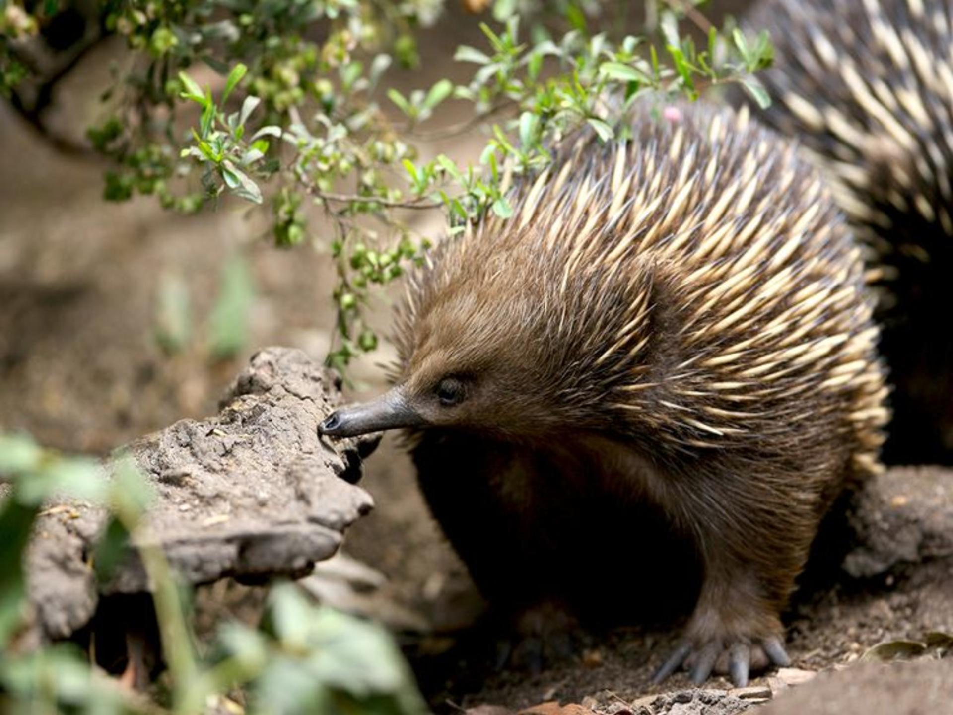 Healesville Sanctuary Ticket - Thumbnail 6