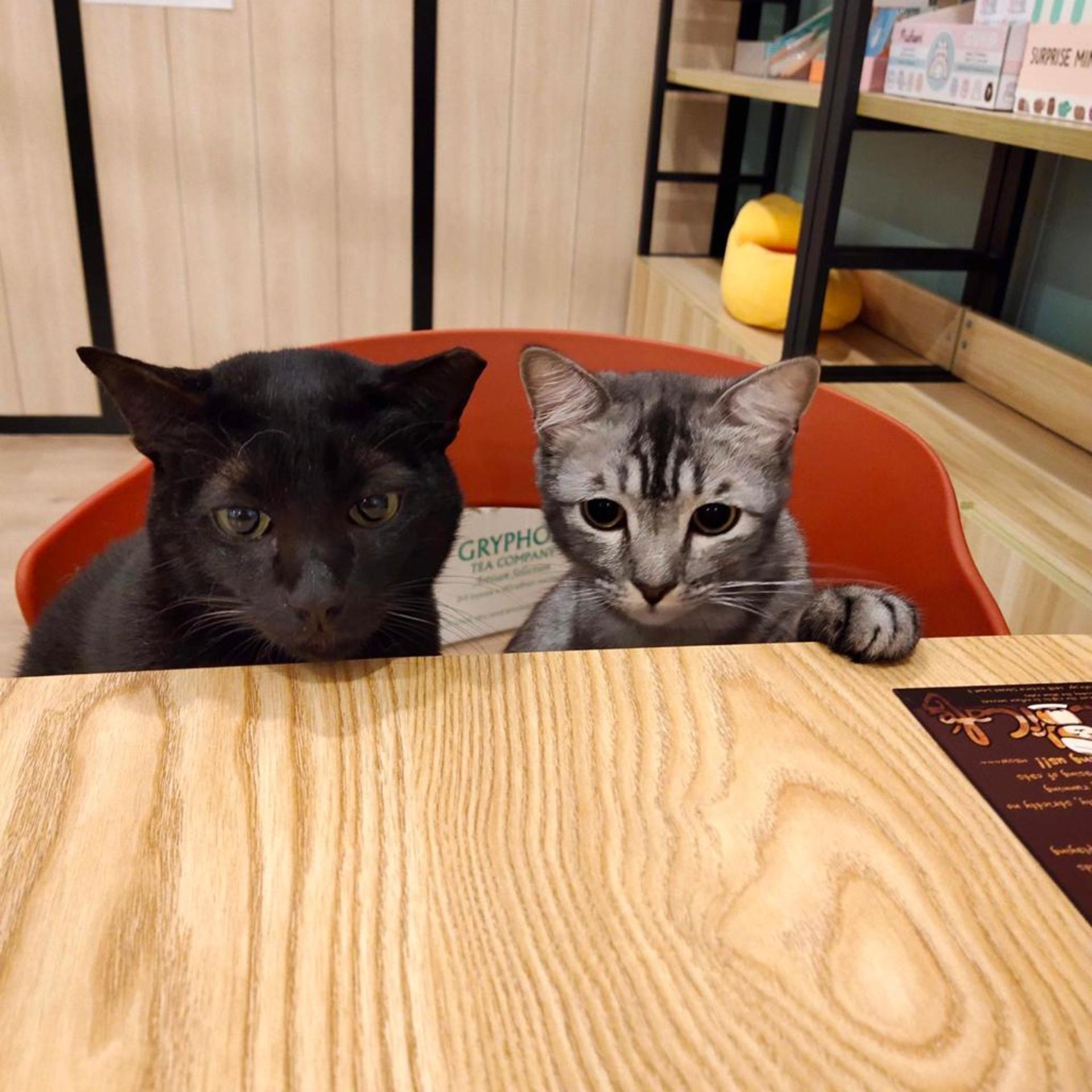 The Cat Cafe in Singapore  - Image 1