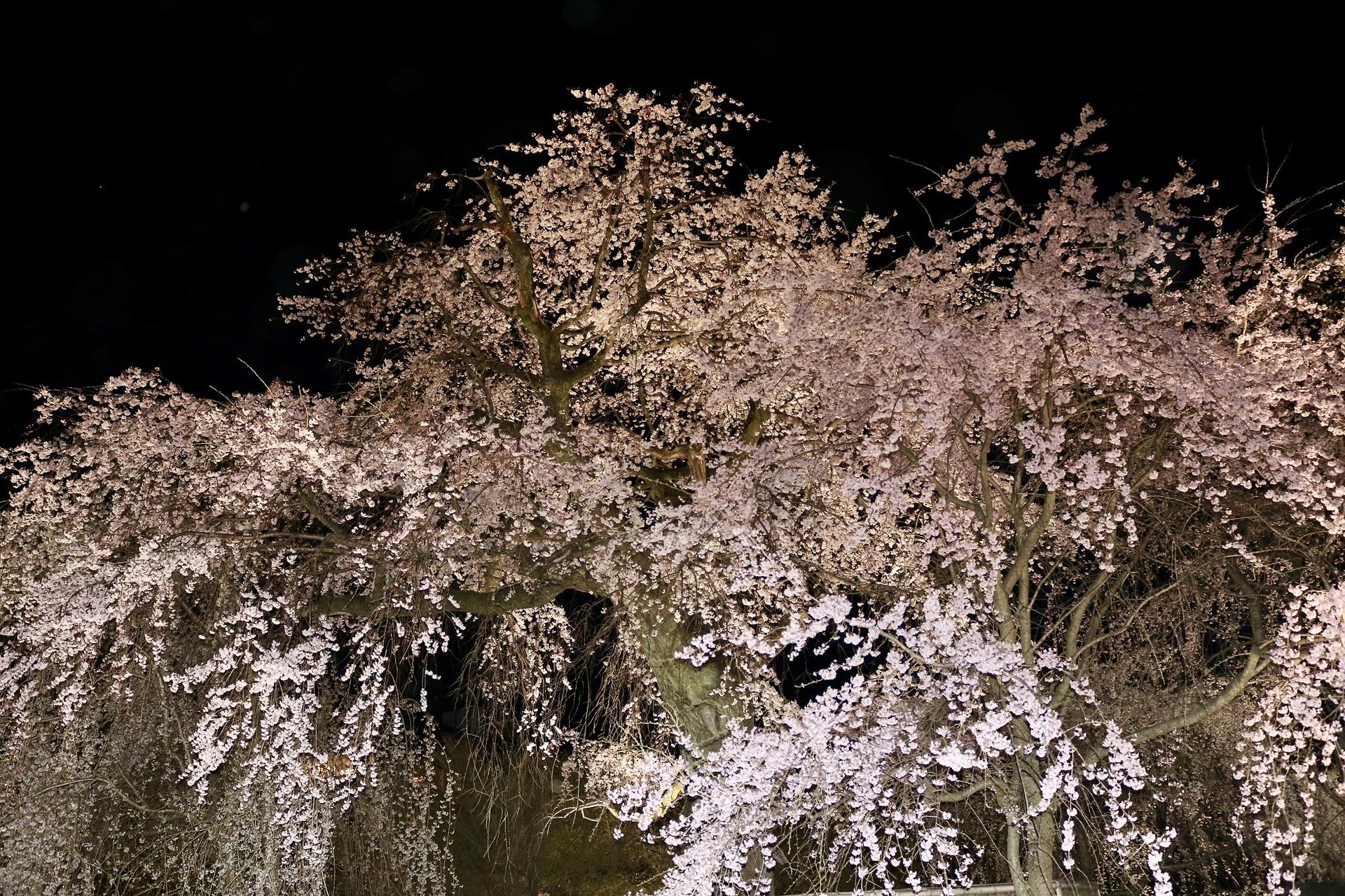 Kyoto Gion Night Guided Walking Tour (3 Hours) - Thumbnail 22