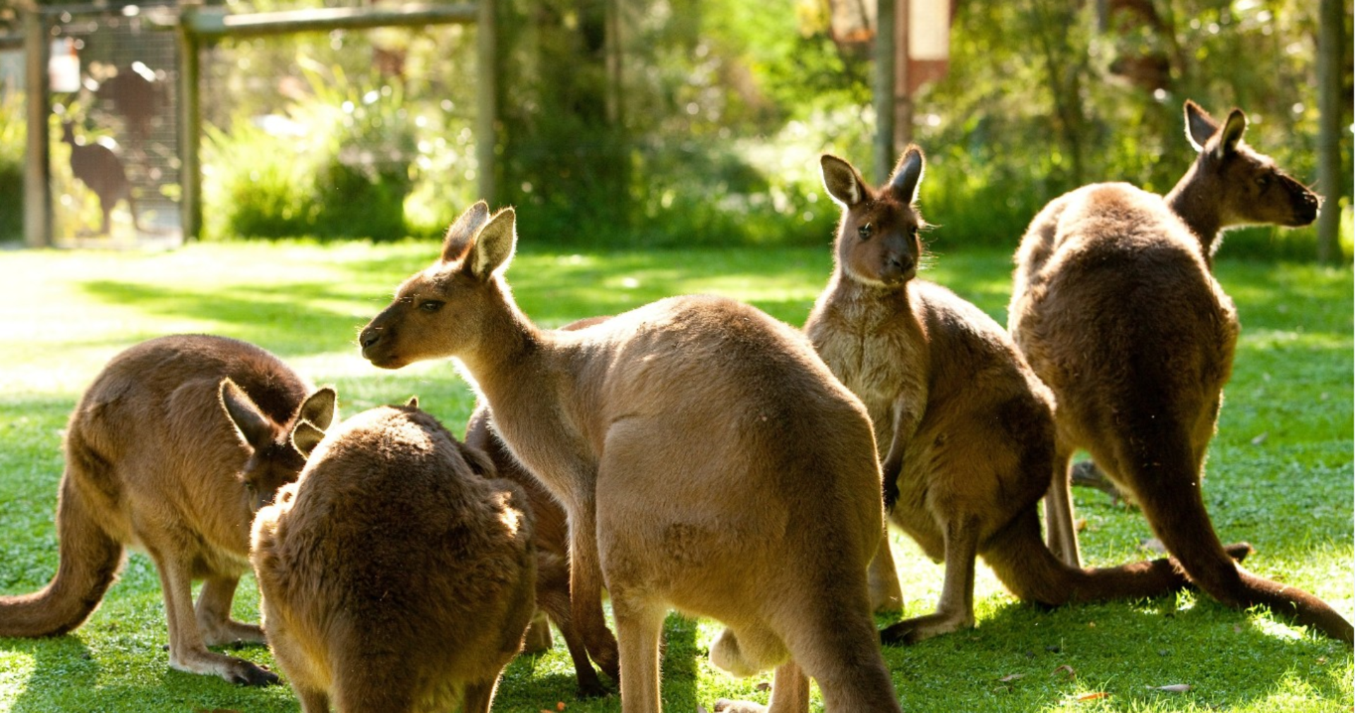 Healesville Sanctuary Ticket - Image 1