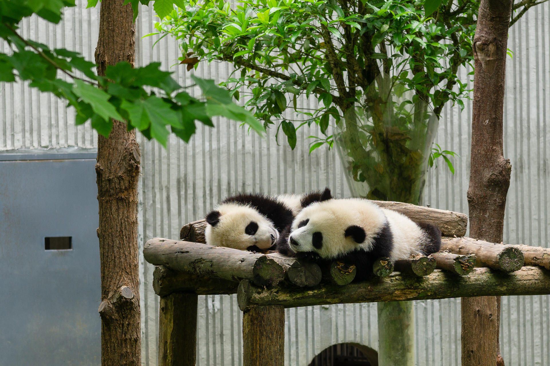 Private Car Tour: Chengdu Round Trip to Shenshuping Panda Base & Dujiangyan Irrigation System Day Tour - Thumbnail 7