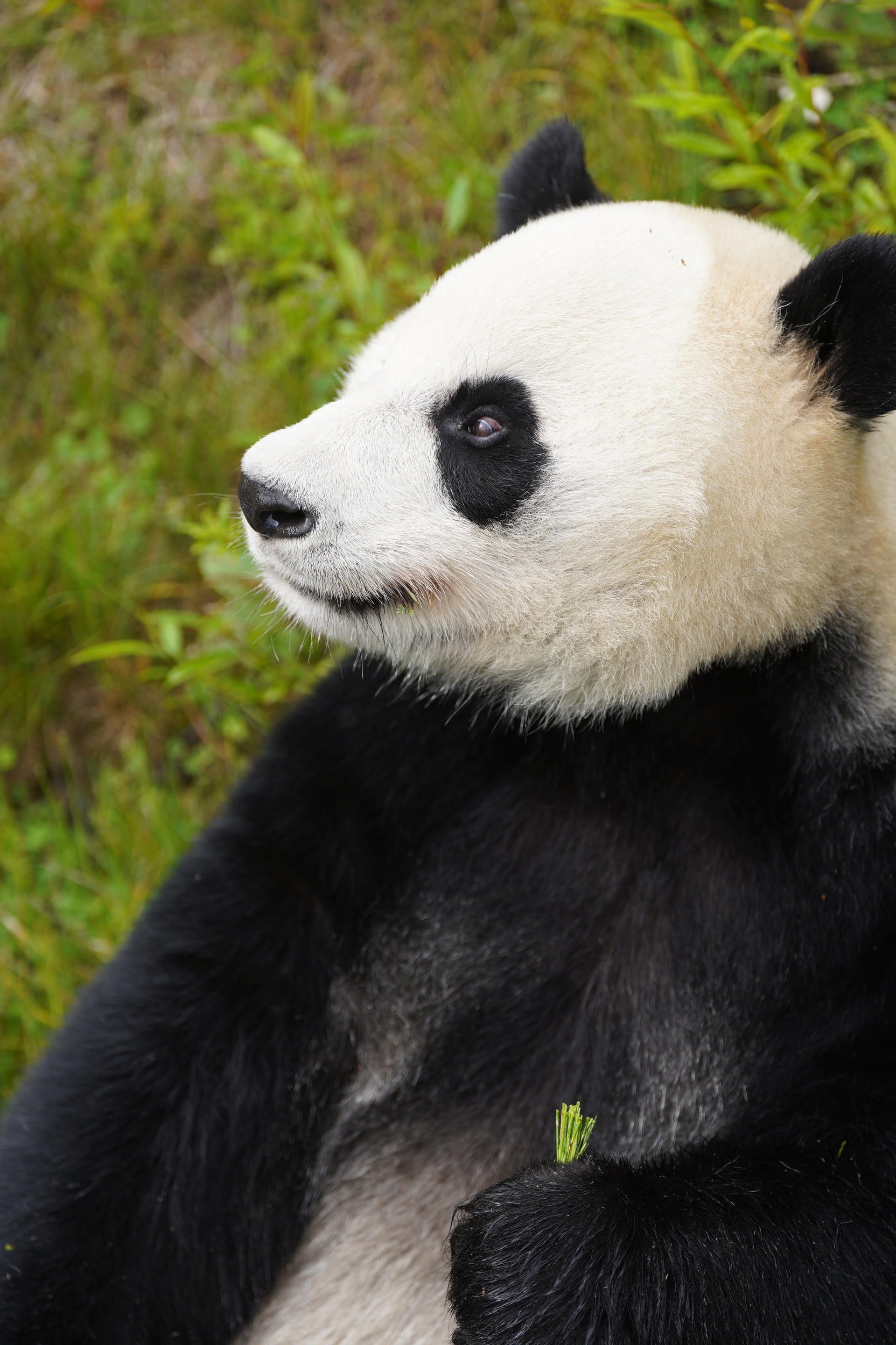 Chengdu Panda Base & Sichuan Opera Private Tour with Tickets - Image 1