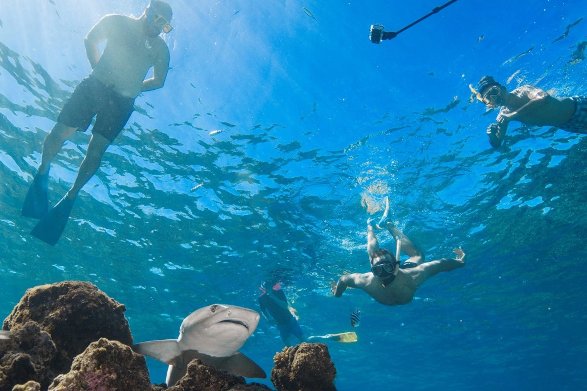 Ultimate Encounter Snorkel with Sharks in Fiji - Thumbnail 4