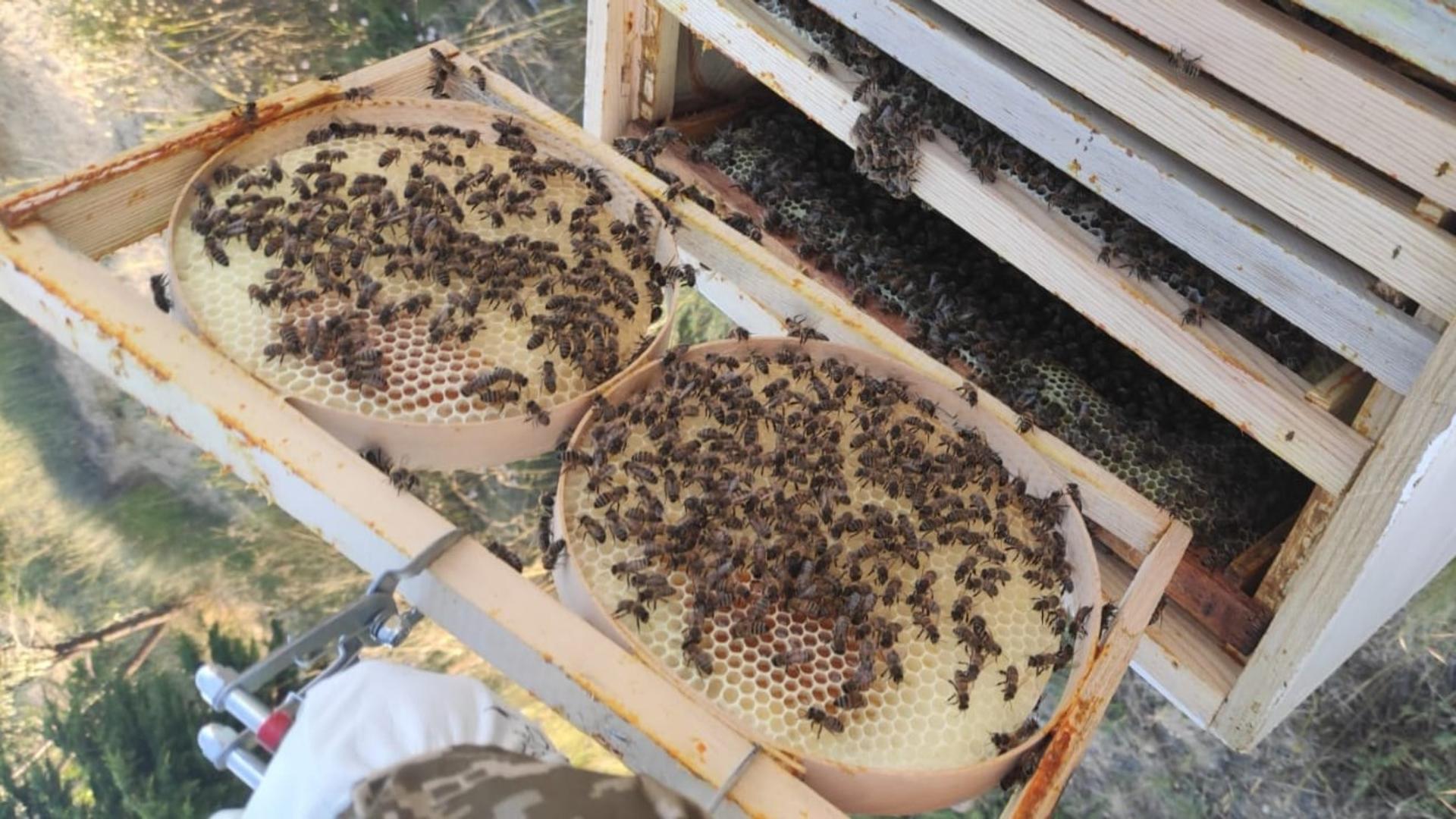 Beekeeping Experience with Honey Tasting in Cappadocia - Thumbnail 10