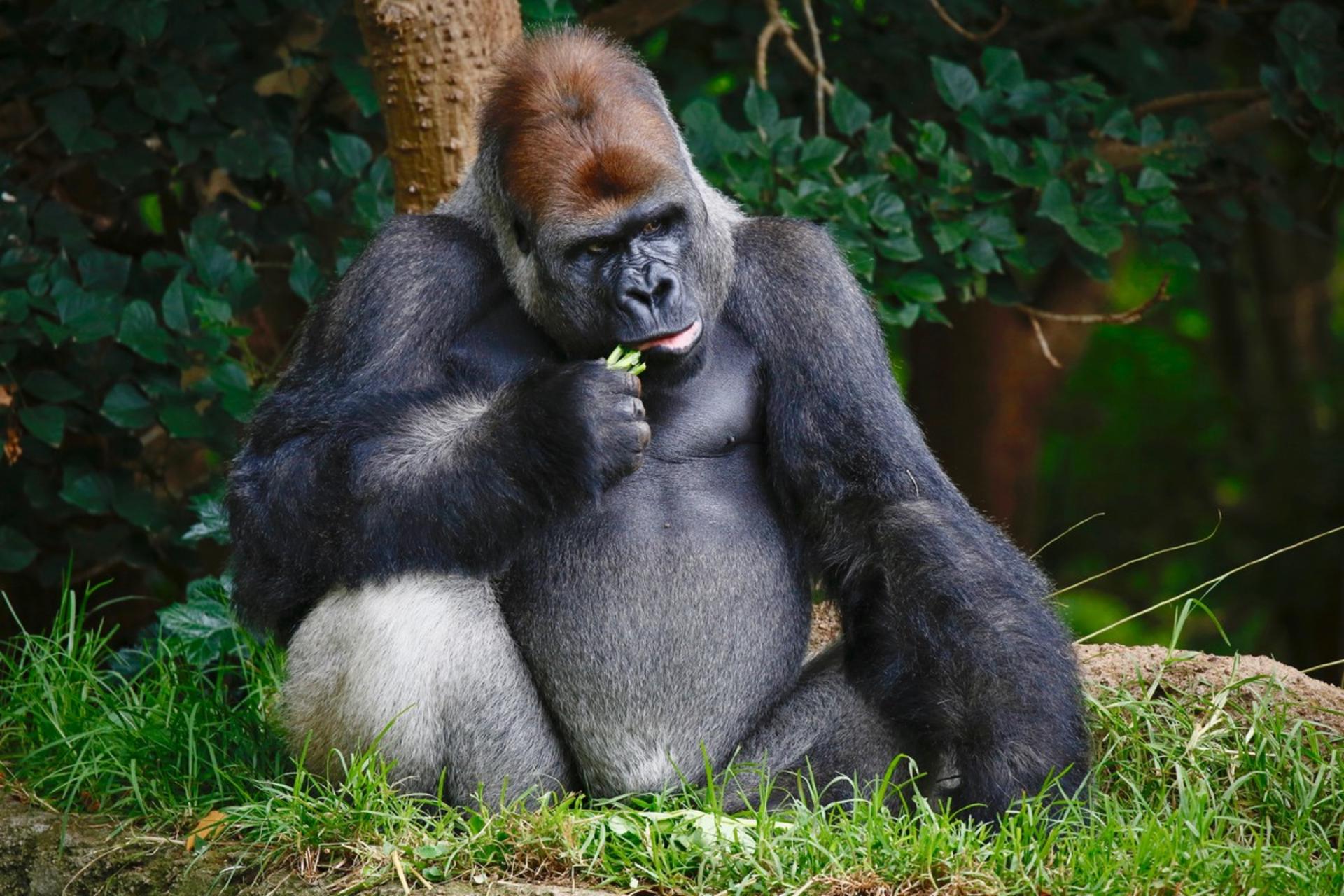Melbourne Zoo Ticket  - Thumbnail 22