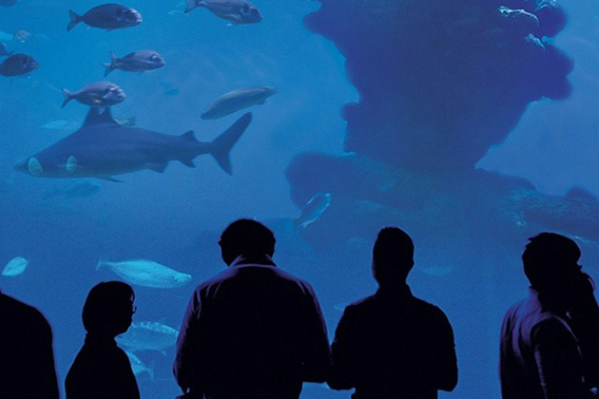 Palma Aquarium ticket in Mallorca  - Thumbnail 4