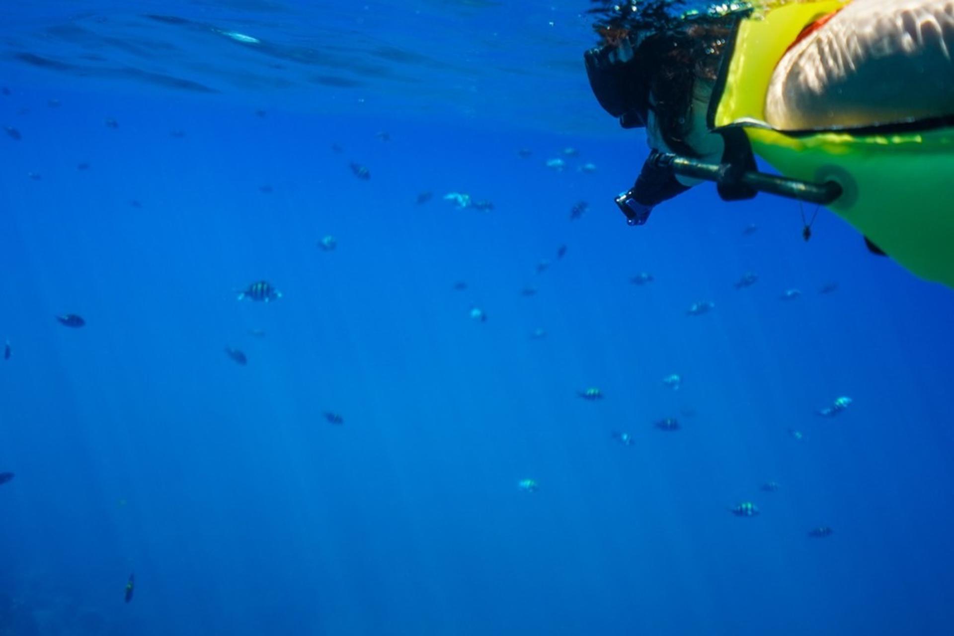 Kona Afternoon Snorkel and Dolphin Watching Cruise - Thumbnail 5