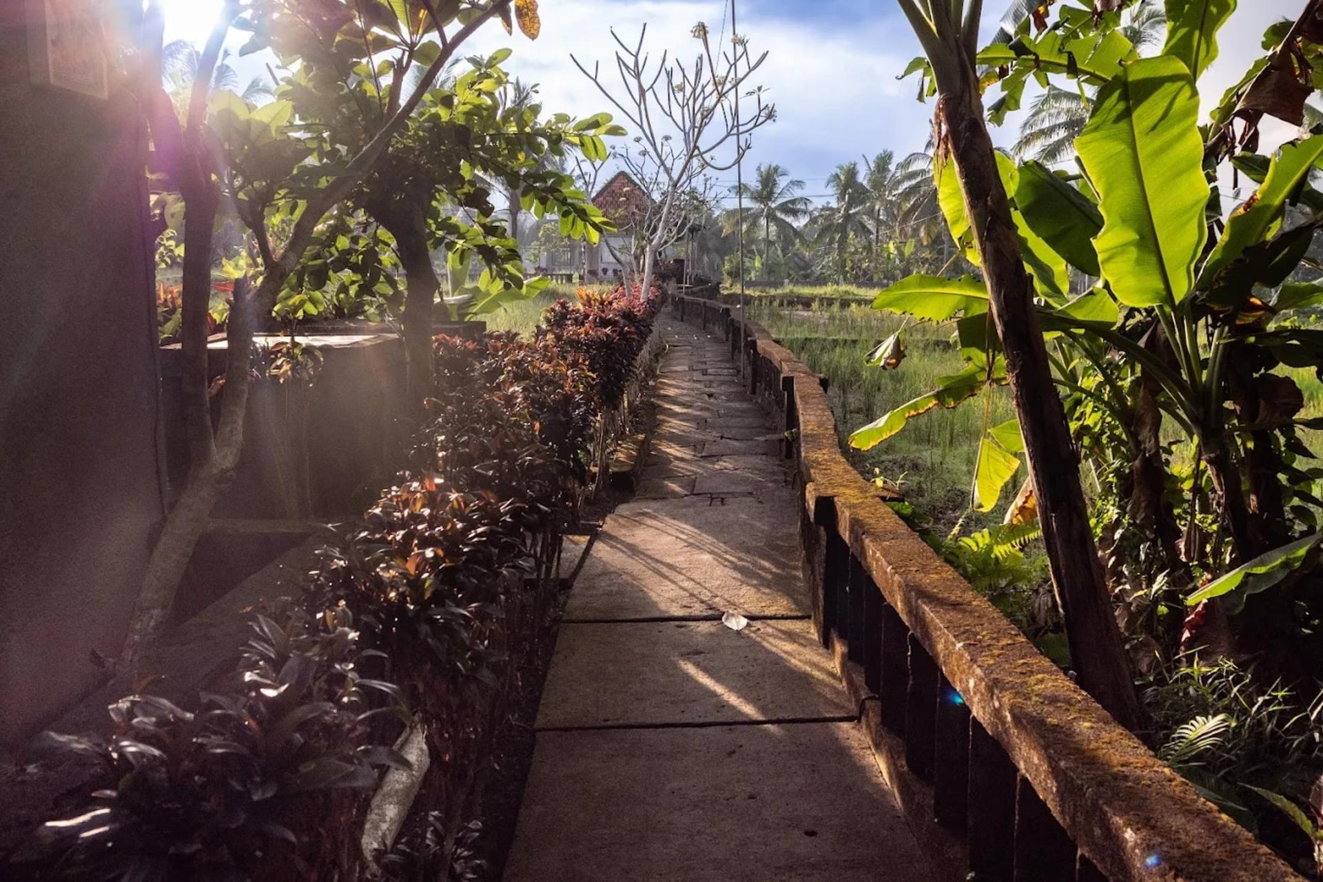 7 Day Firefly Retreat in Ubud Bali - Thumbnail 23