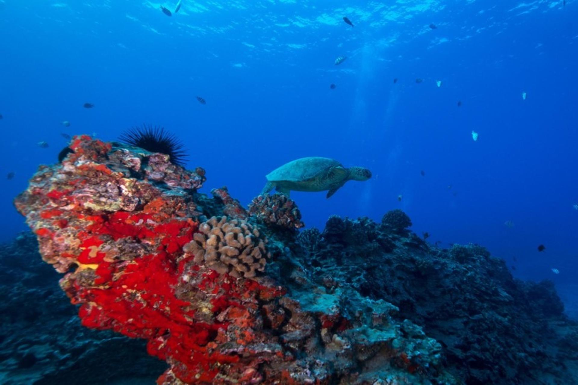Wreck and Reef Tour in Oahu - Thumbnail 5
