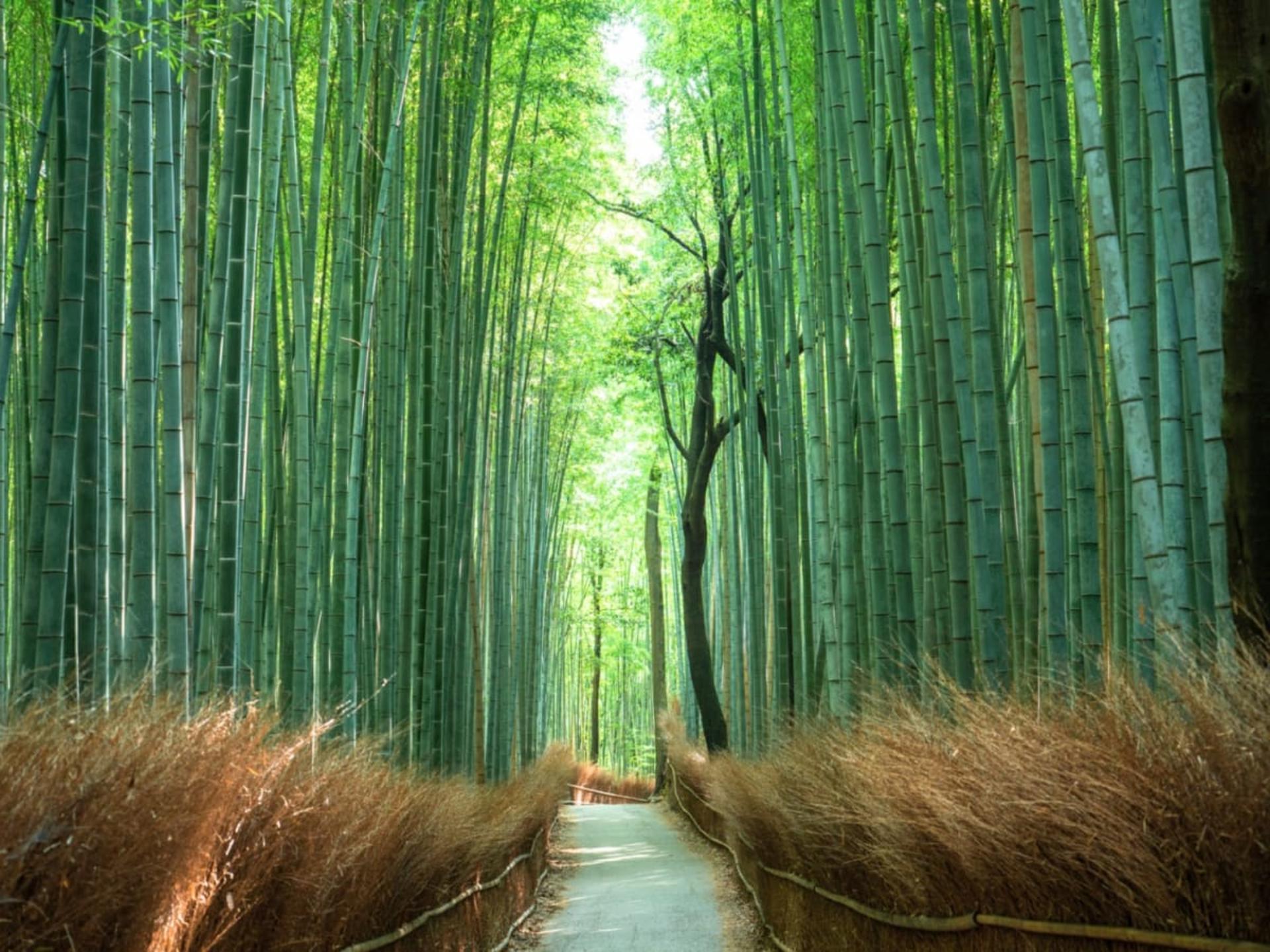 [Tasty Tours Japan]Kyoto Like a Local: Private Walking & E-Bike Tour - Thumbnail 9