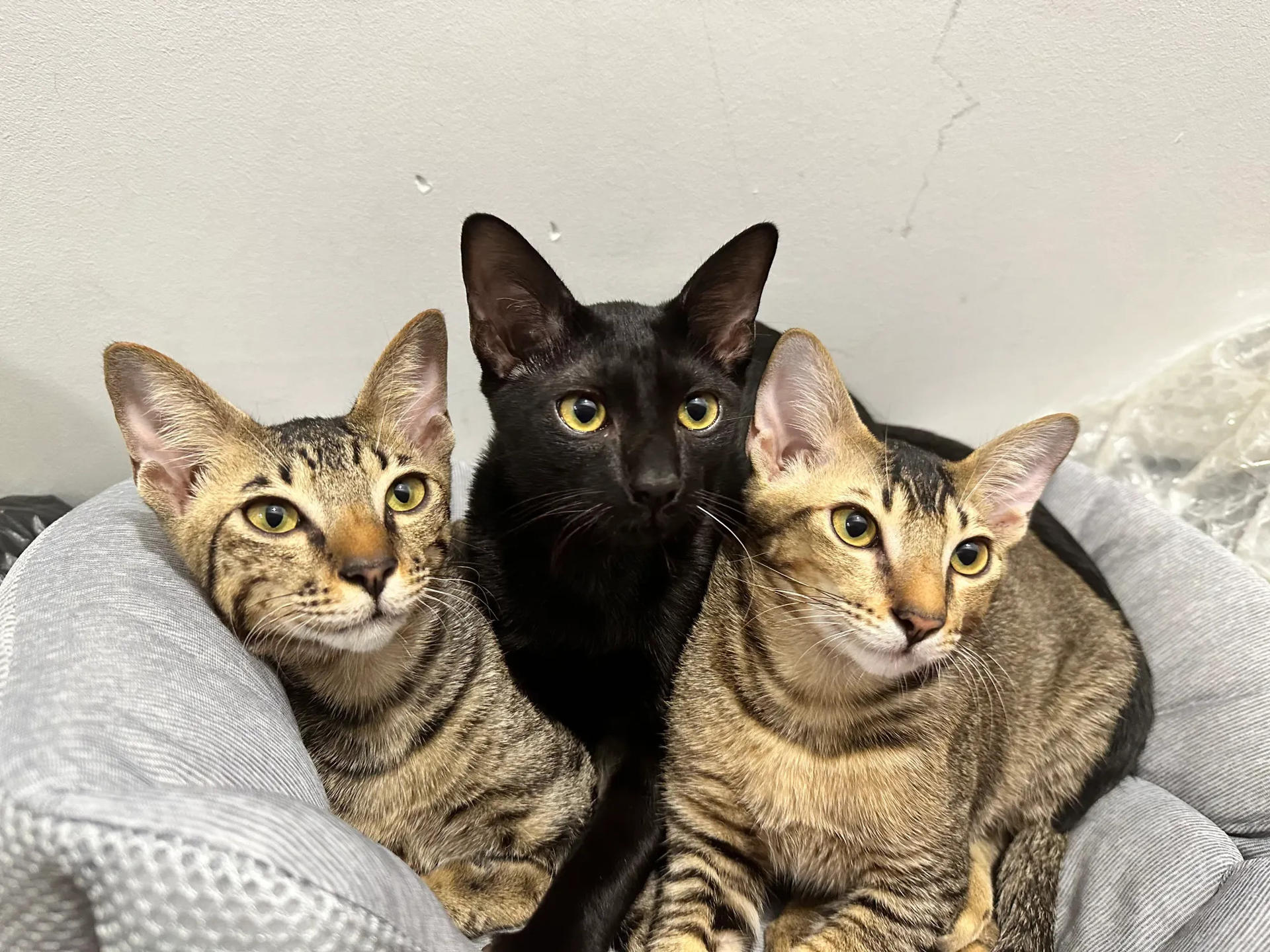 Cat Lounge and Coworking in Singapore - Image 1