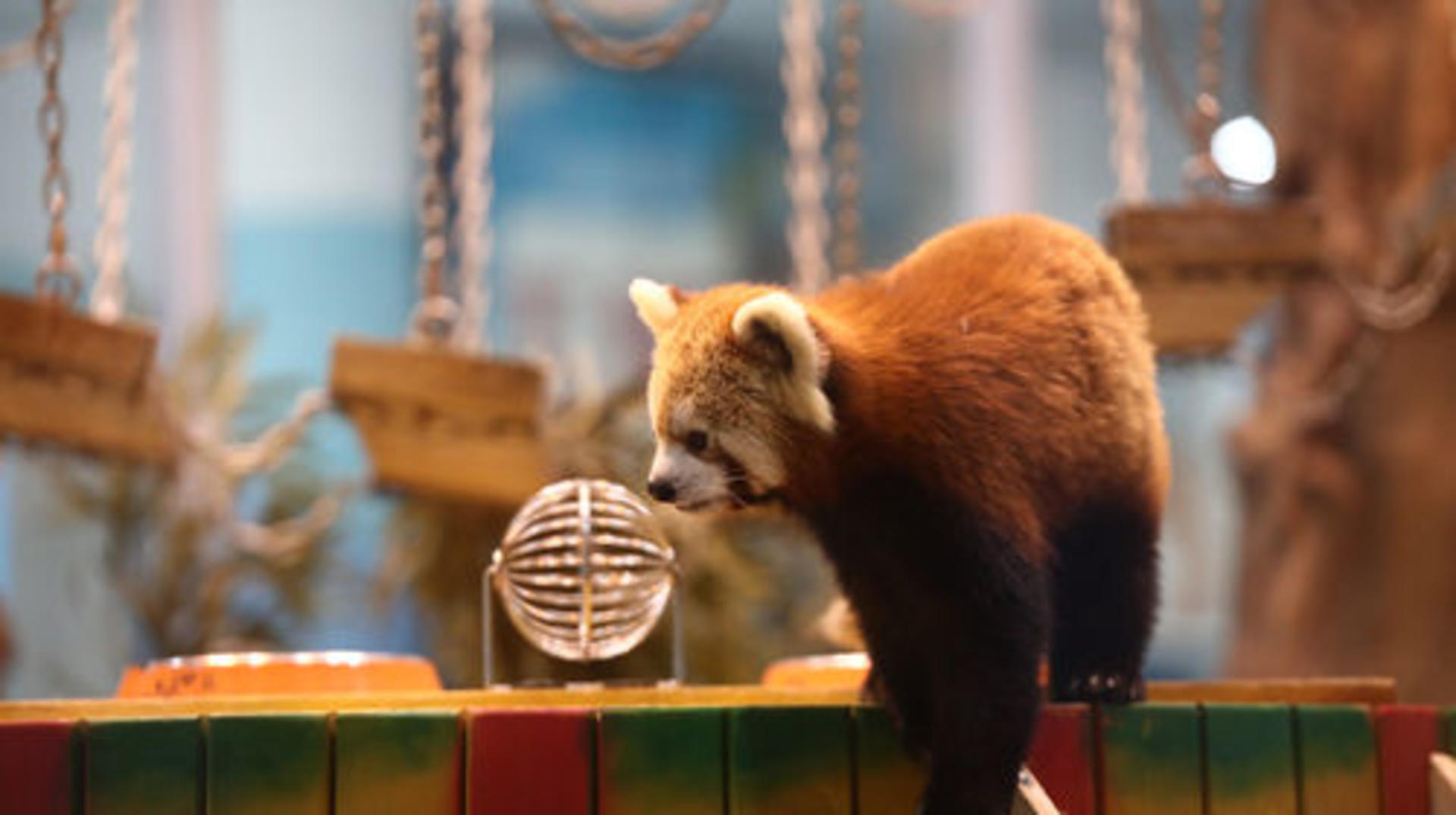 Chengdu Polar Ocean Park - Thumbnail 7